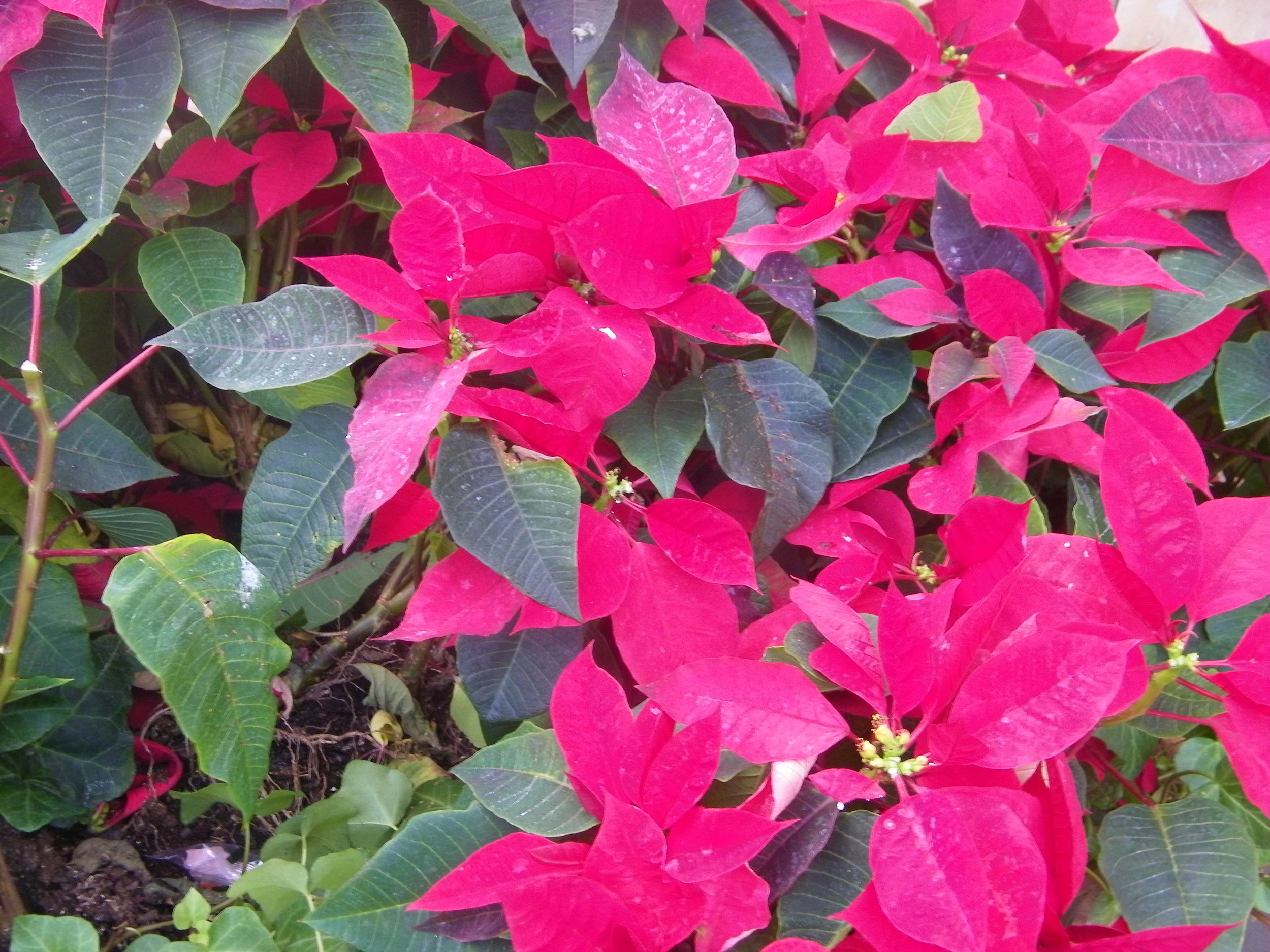 100_0217.JPG