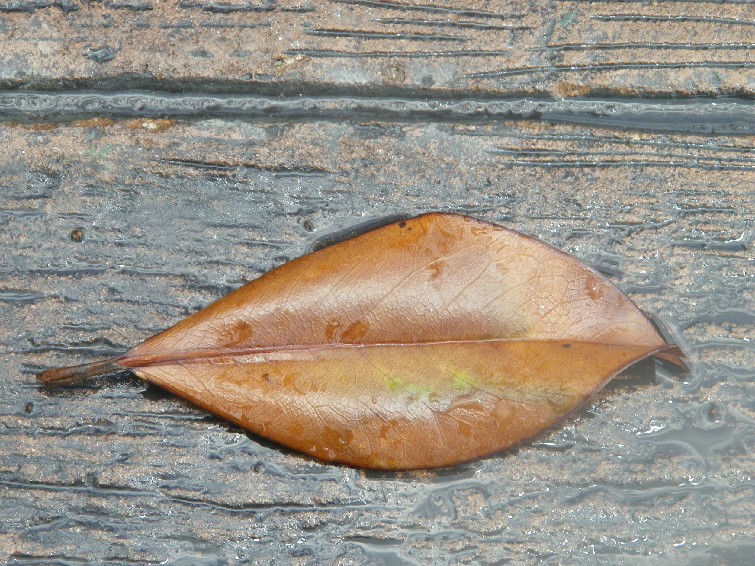 100_4250.JPG
