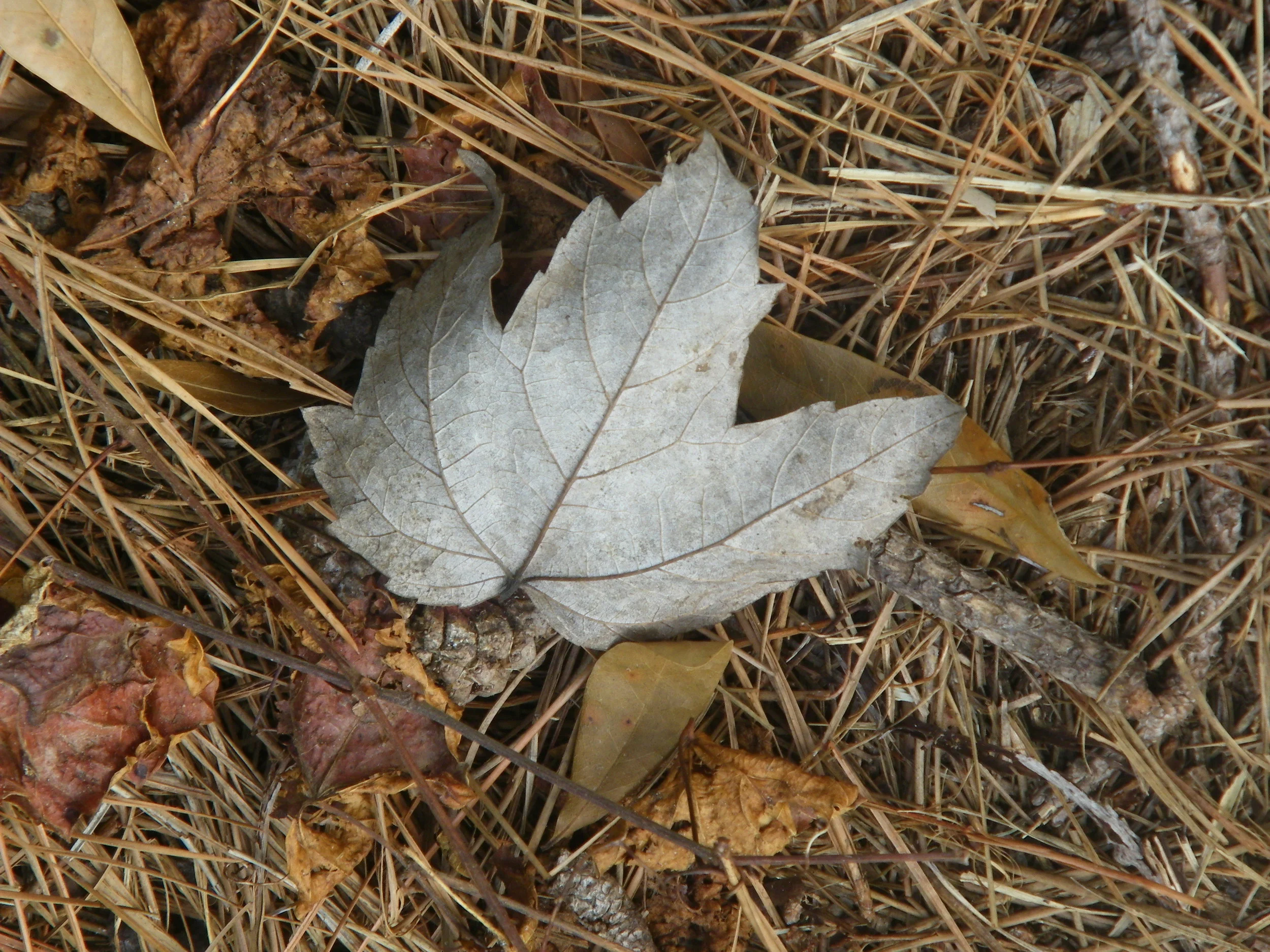 100_0040.JPG