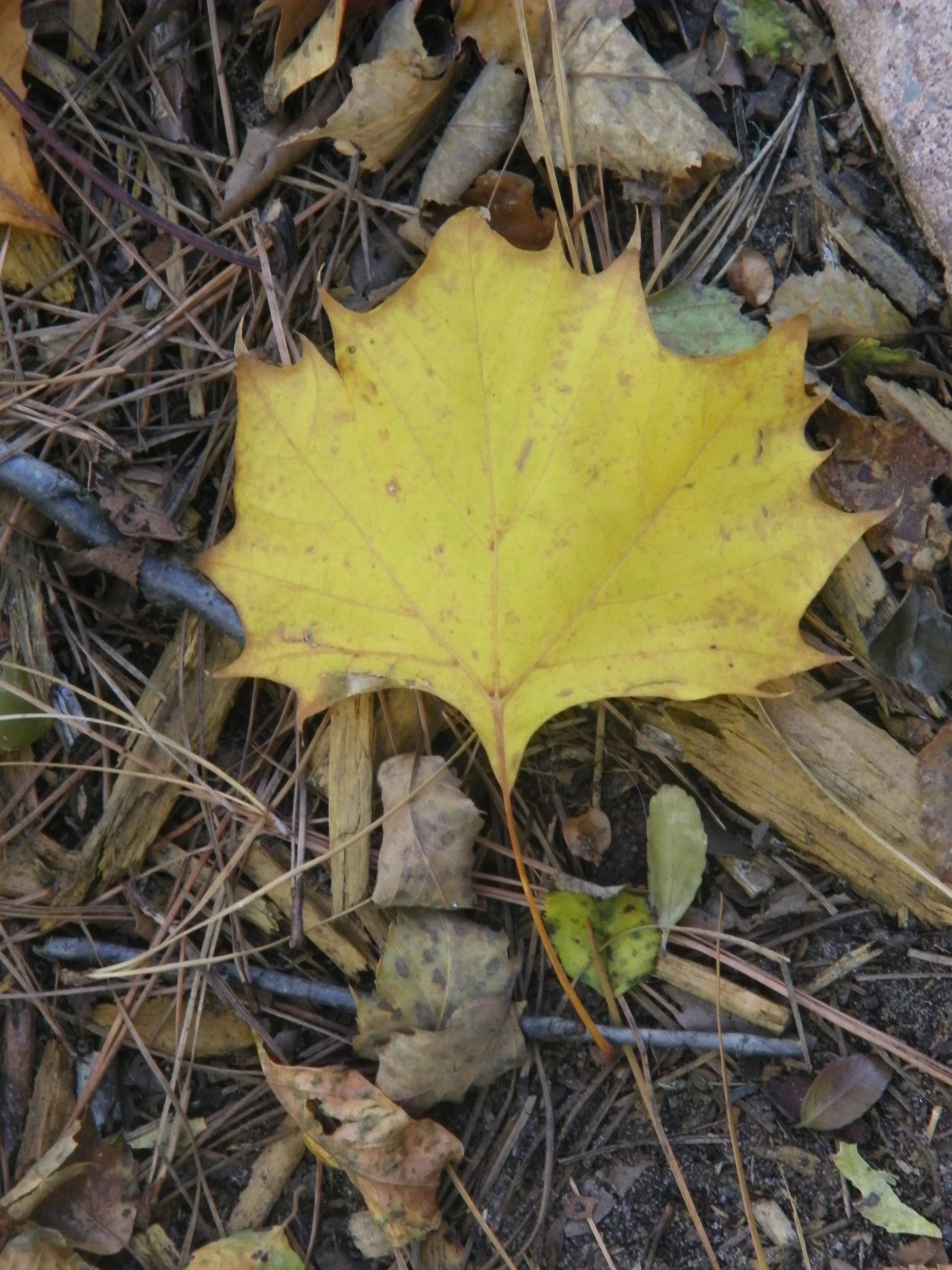 100_0120.JPG