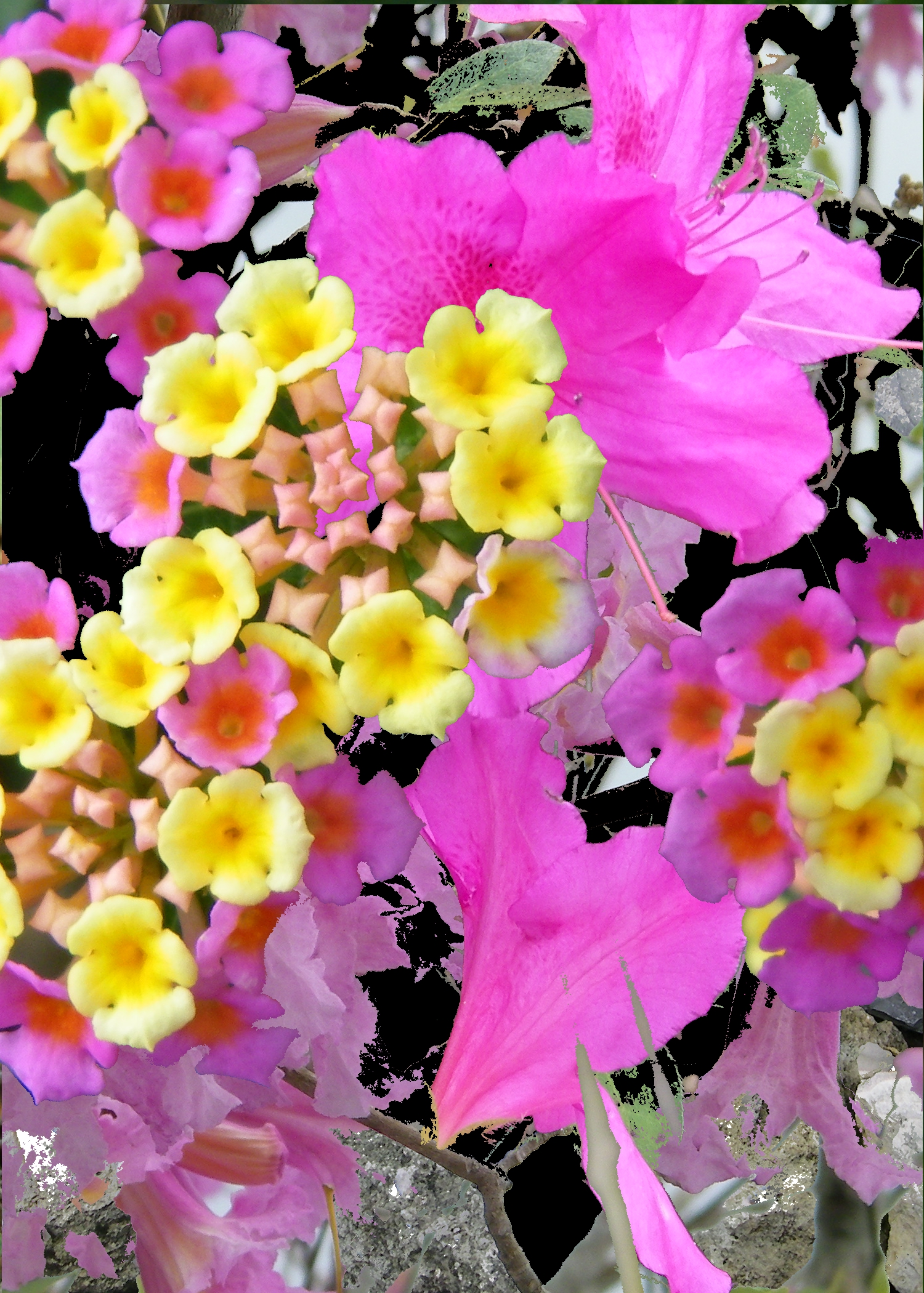 flower 2.jpg