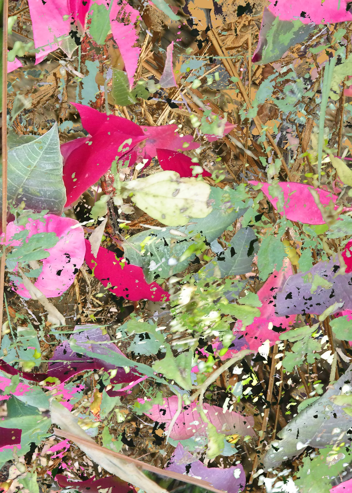 leaf 6.jpg