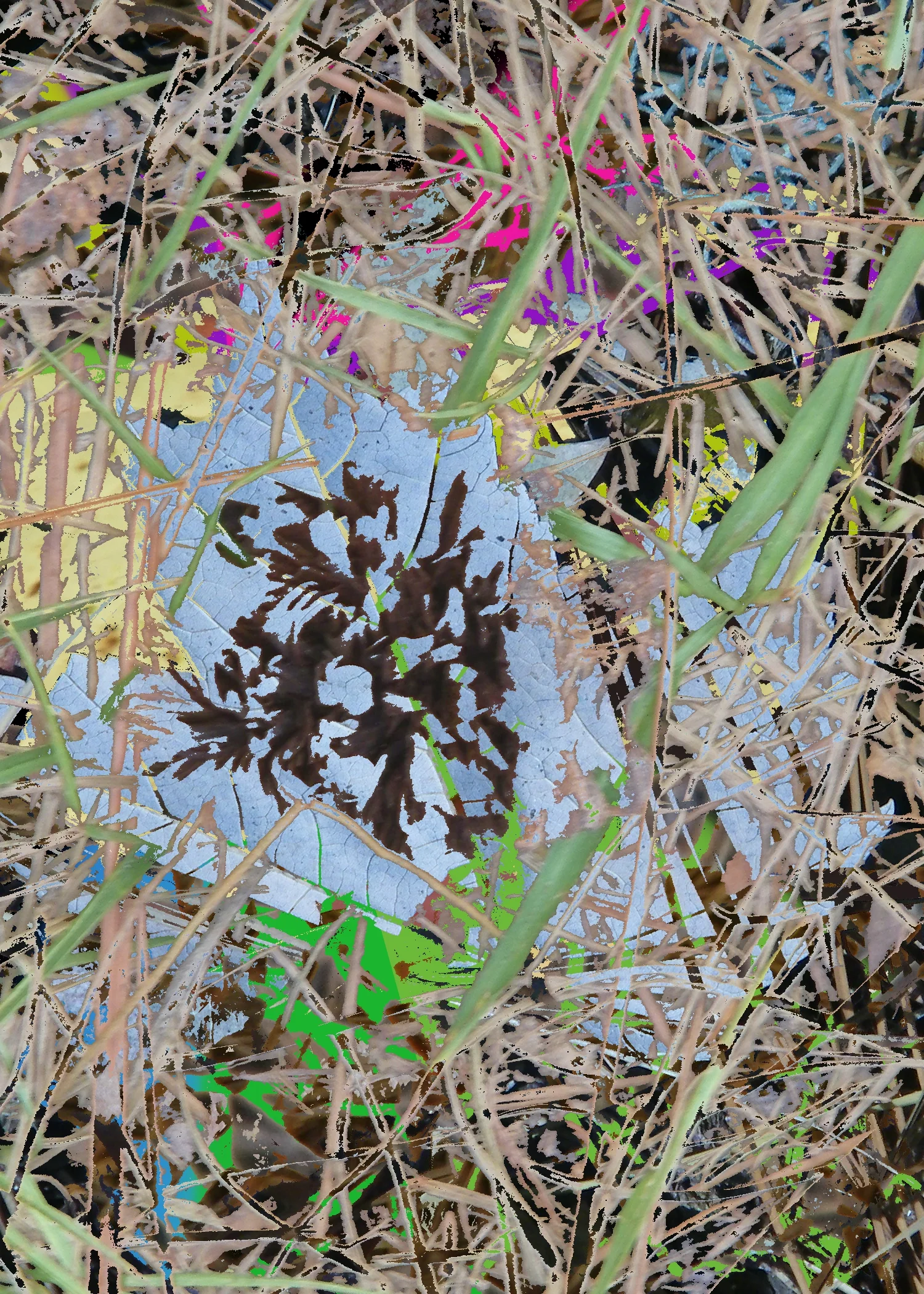 leaf.jpg