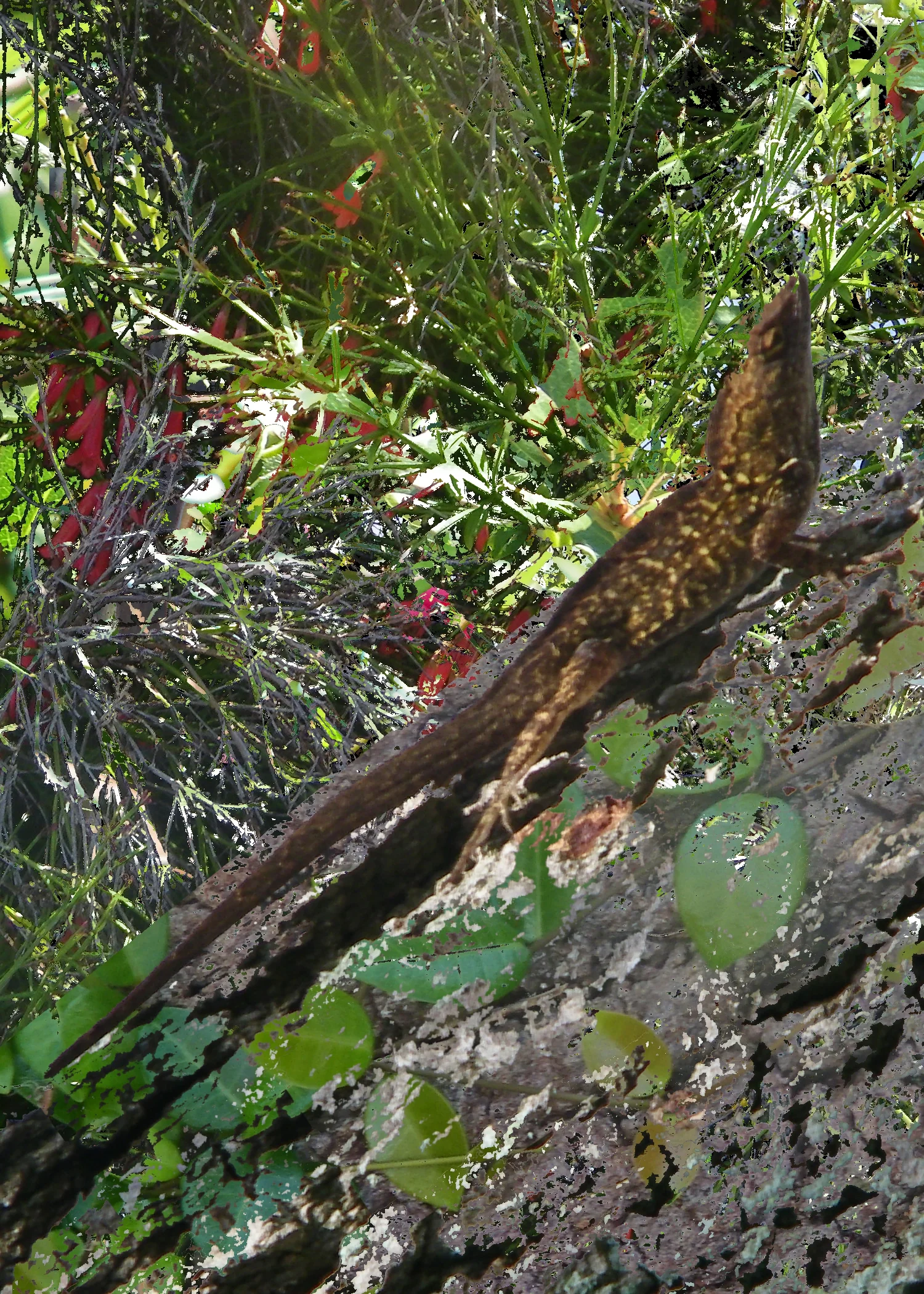lizzard.jpg