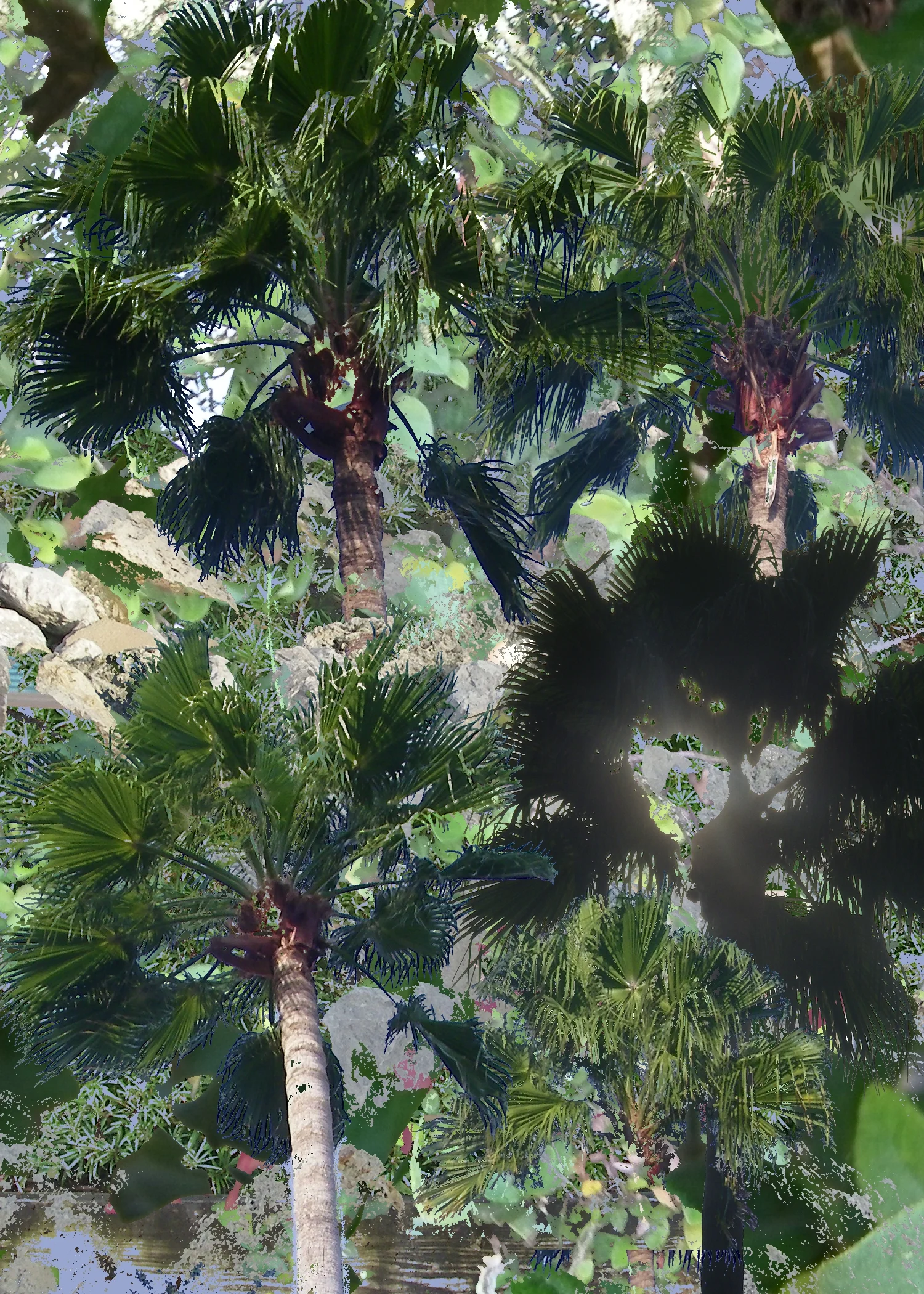 palms.jpg