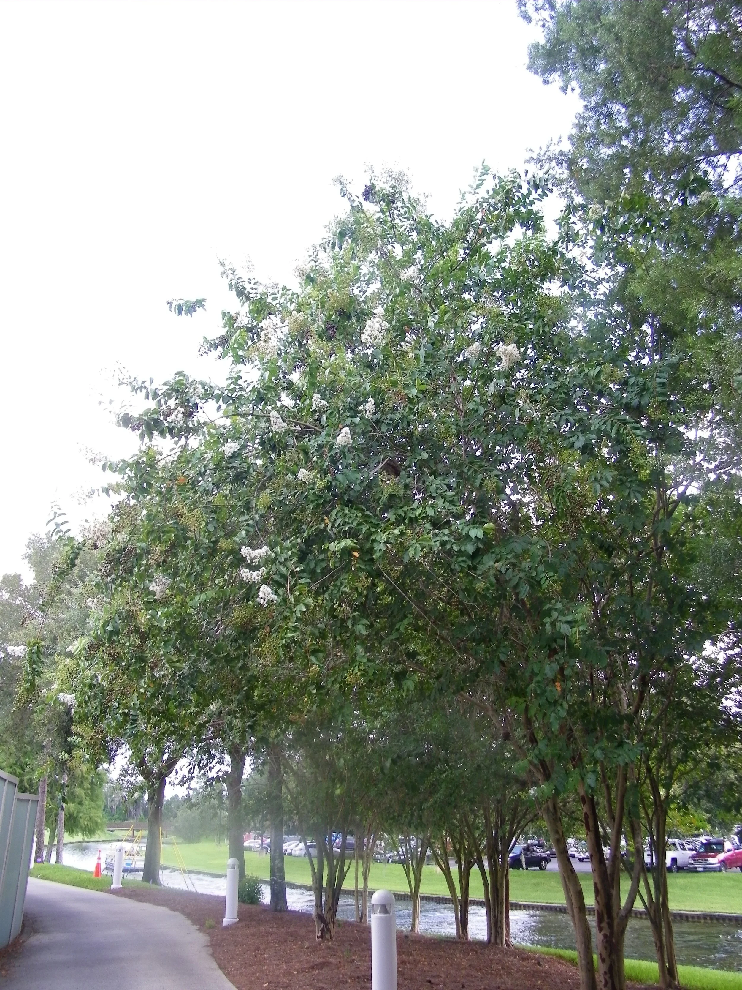 100_0991.JPG