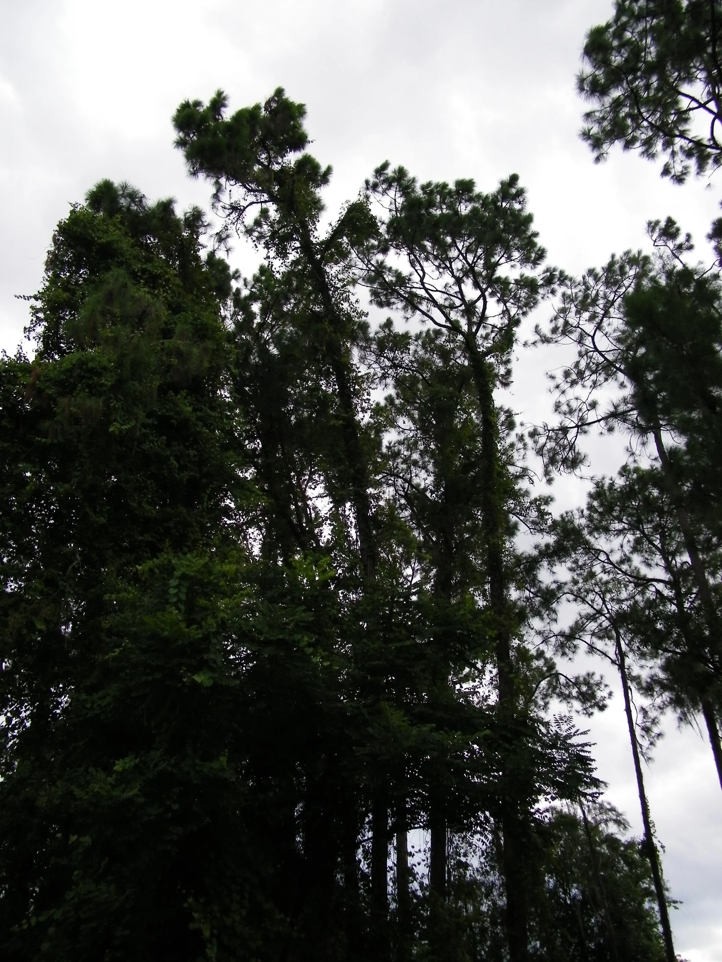 100_1021.JPG