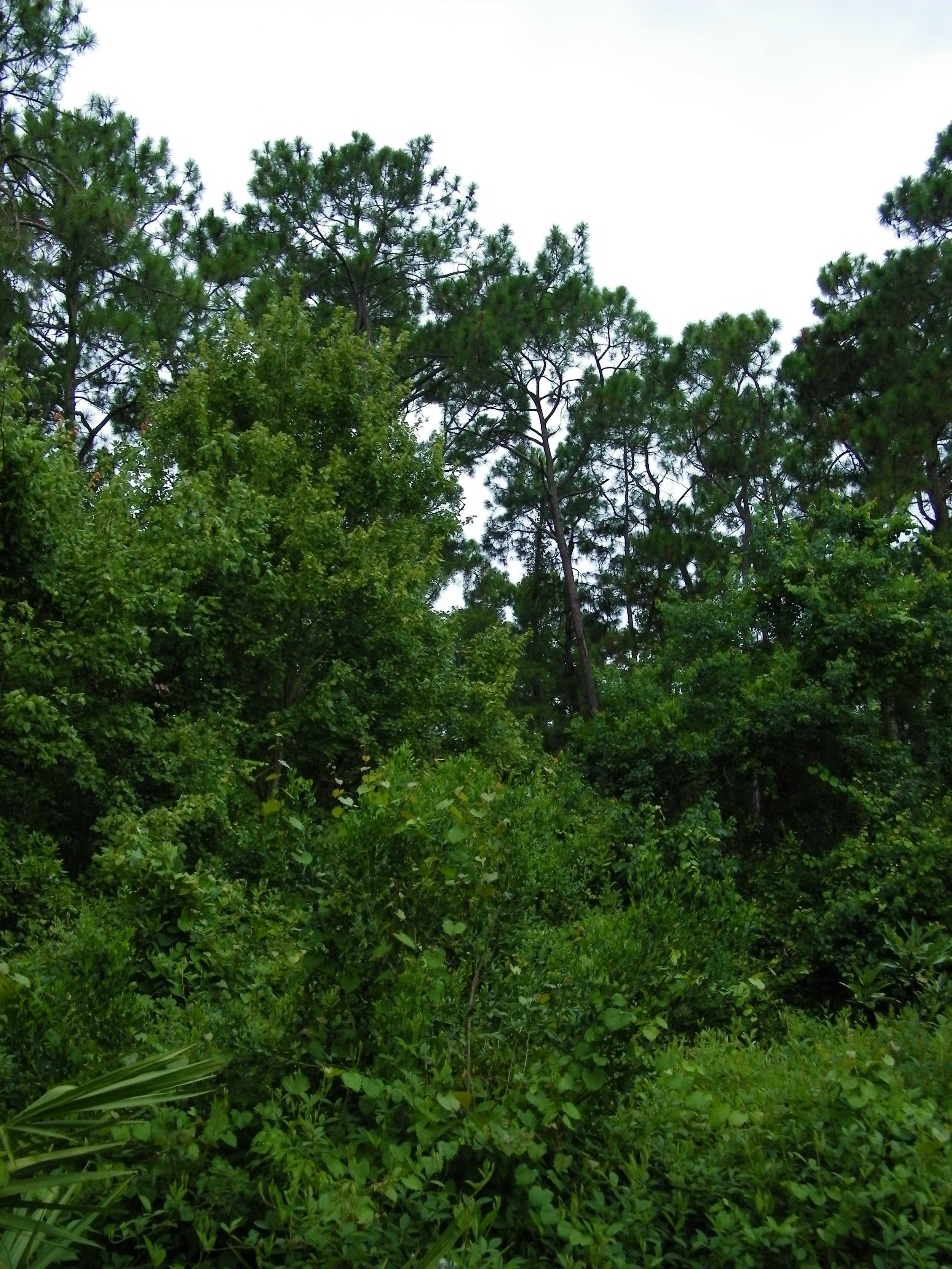 100_1032.JPG
