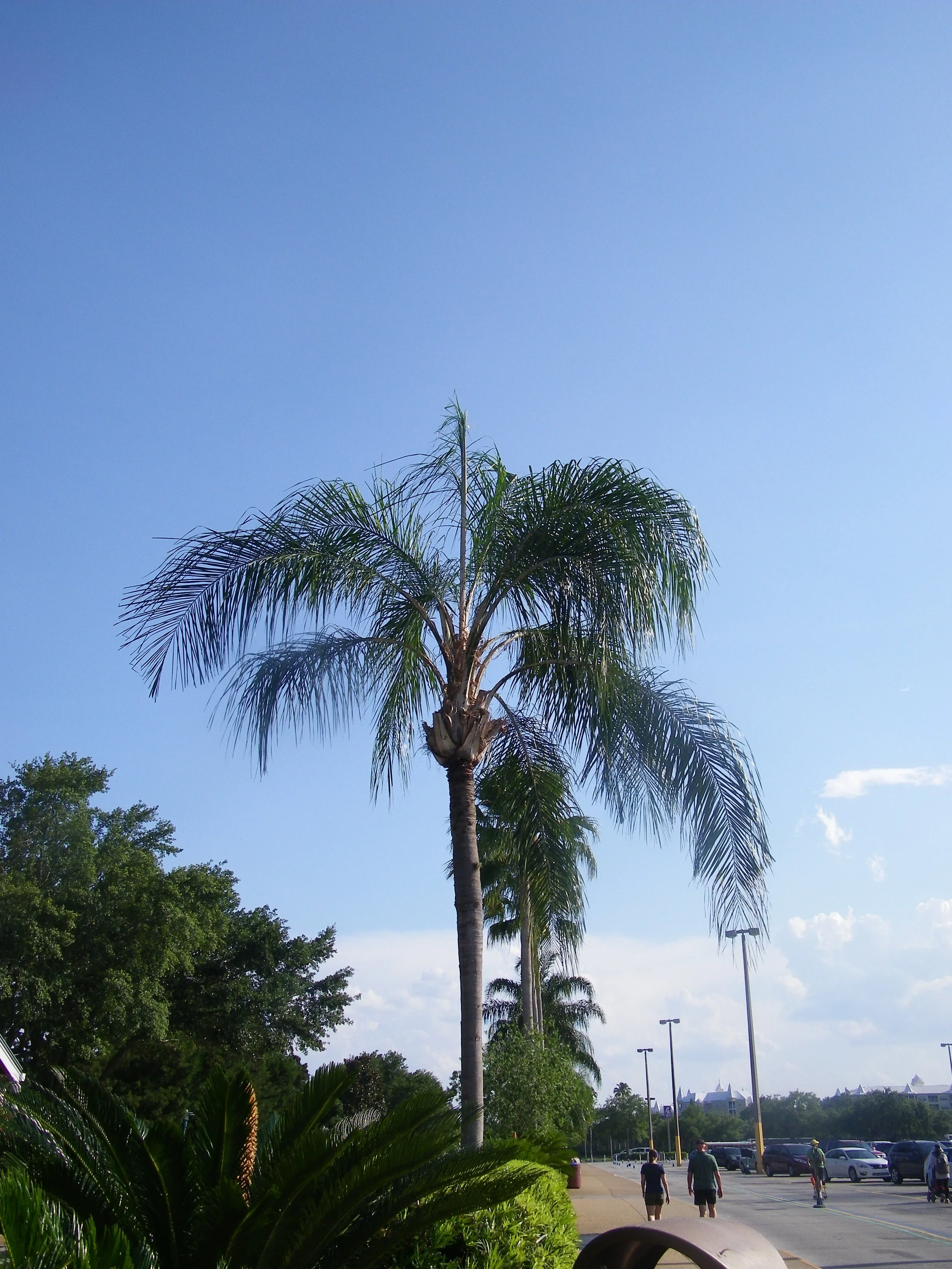 100_5990.JPG