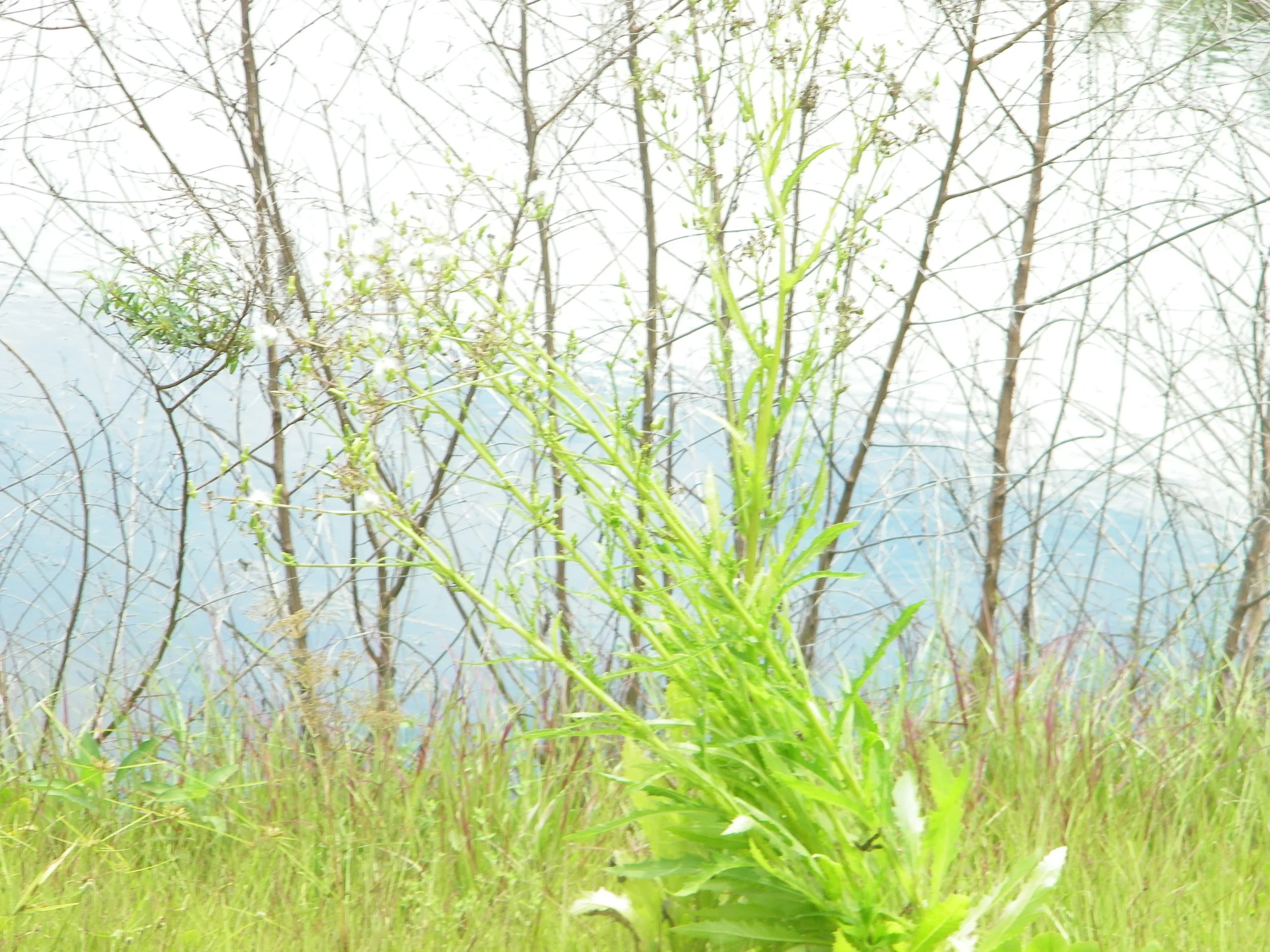 100_6371.JPG