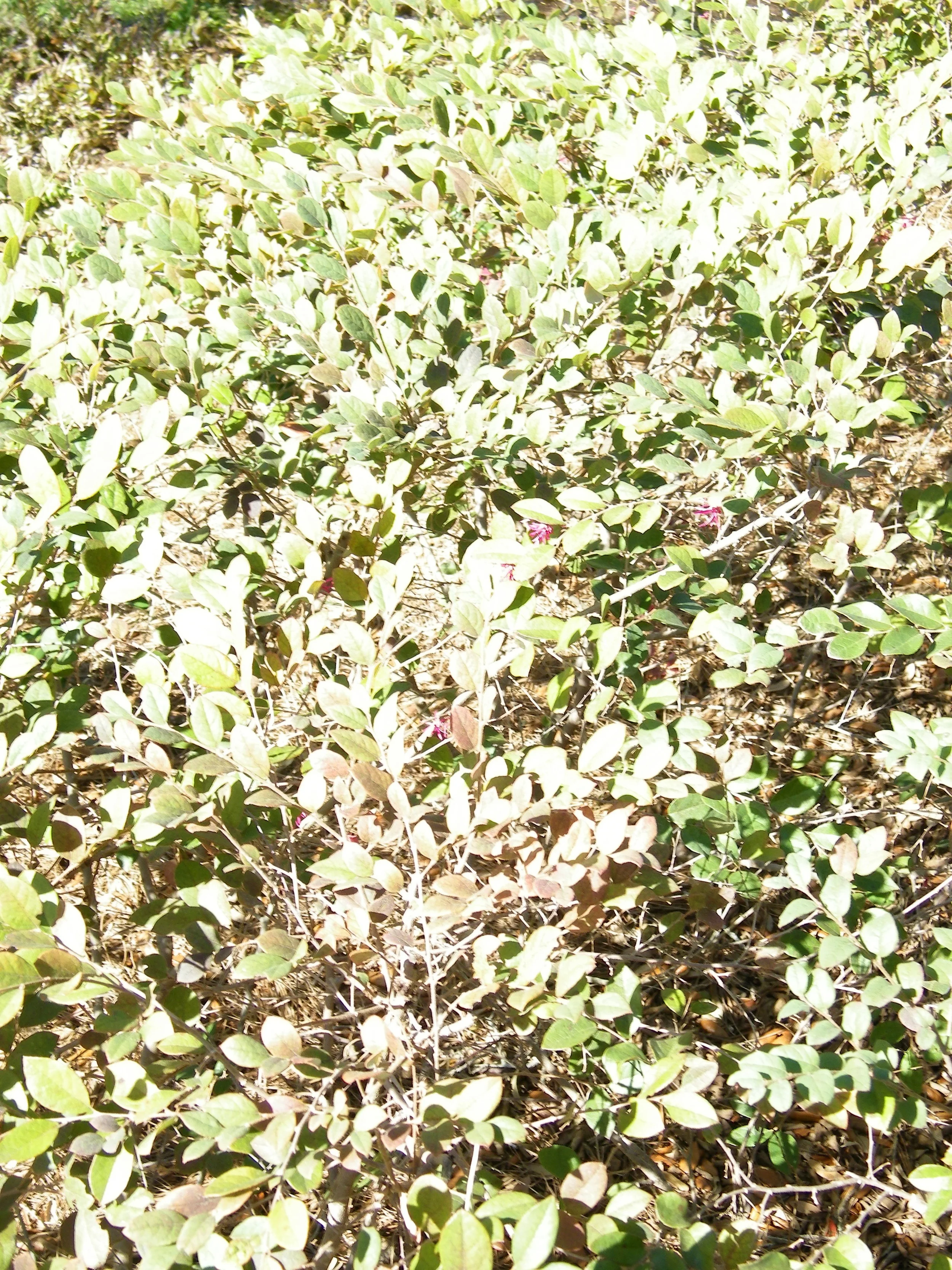 100_0132.JPG