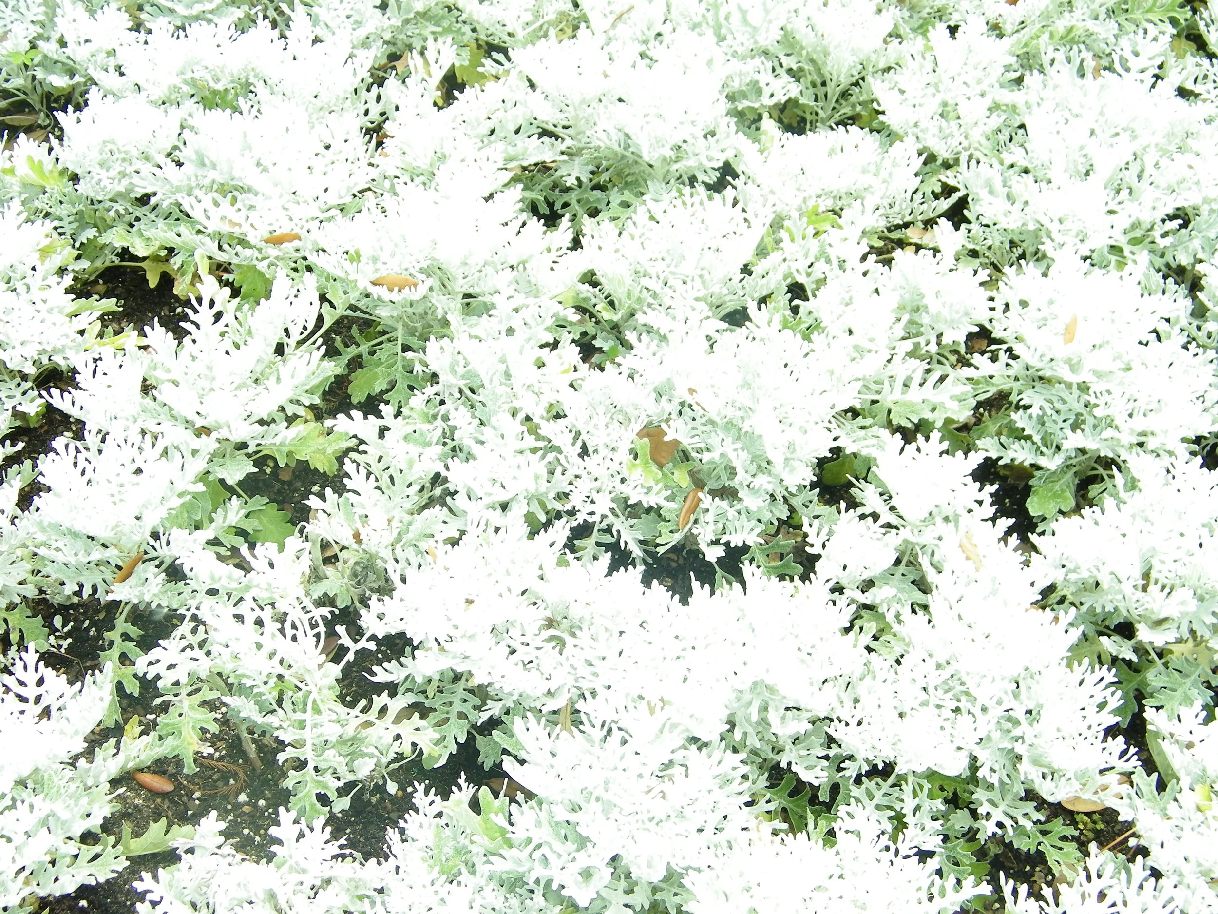 100_0189.JPG