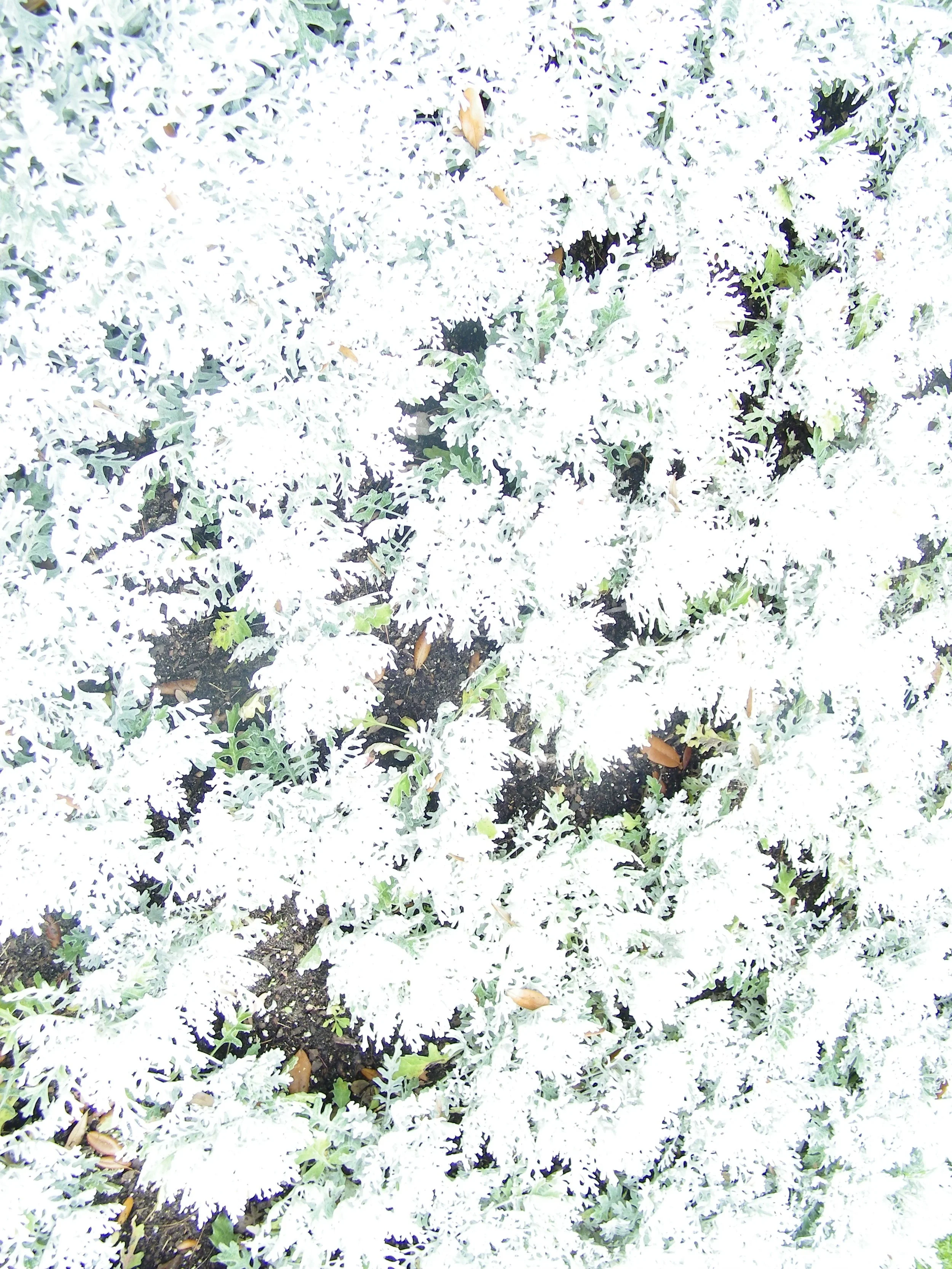 100_0191.JPG