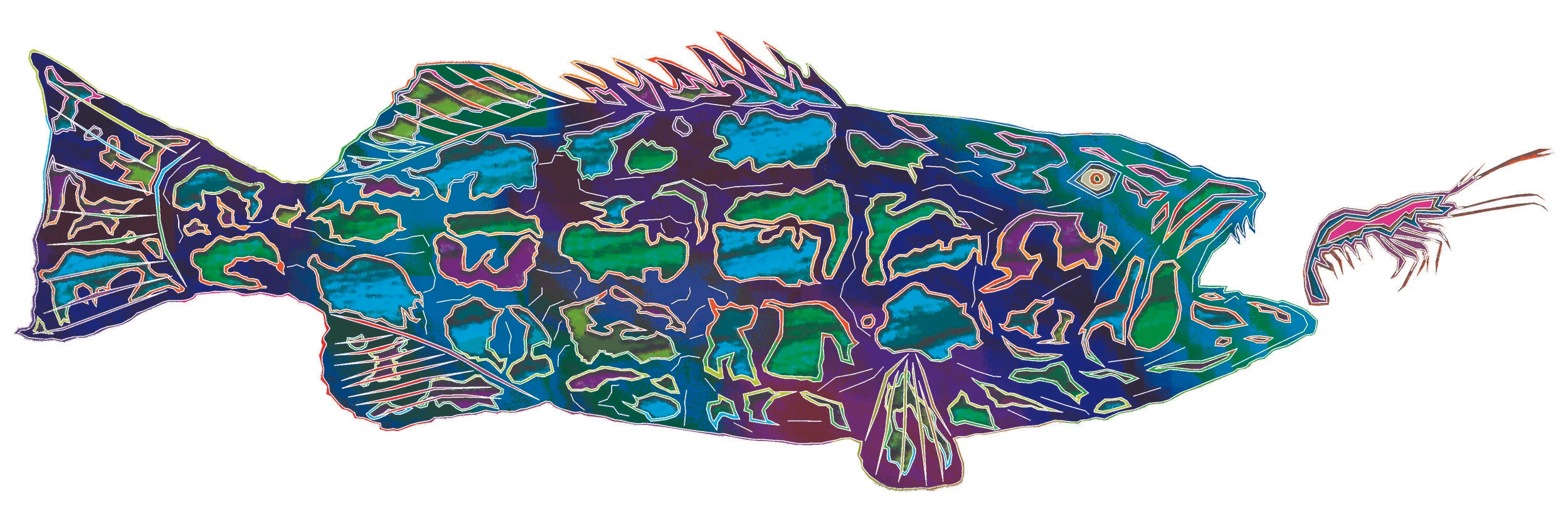 sea bass 23.jpg