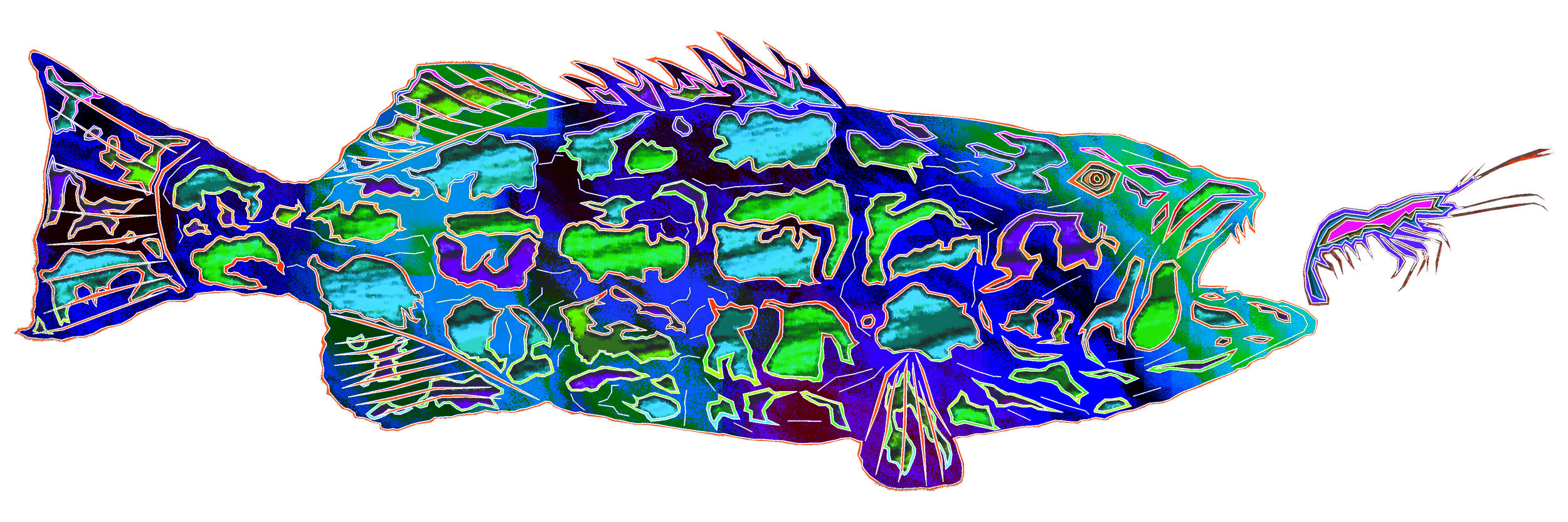 sea bass 24.jpg