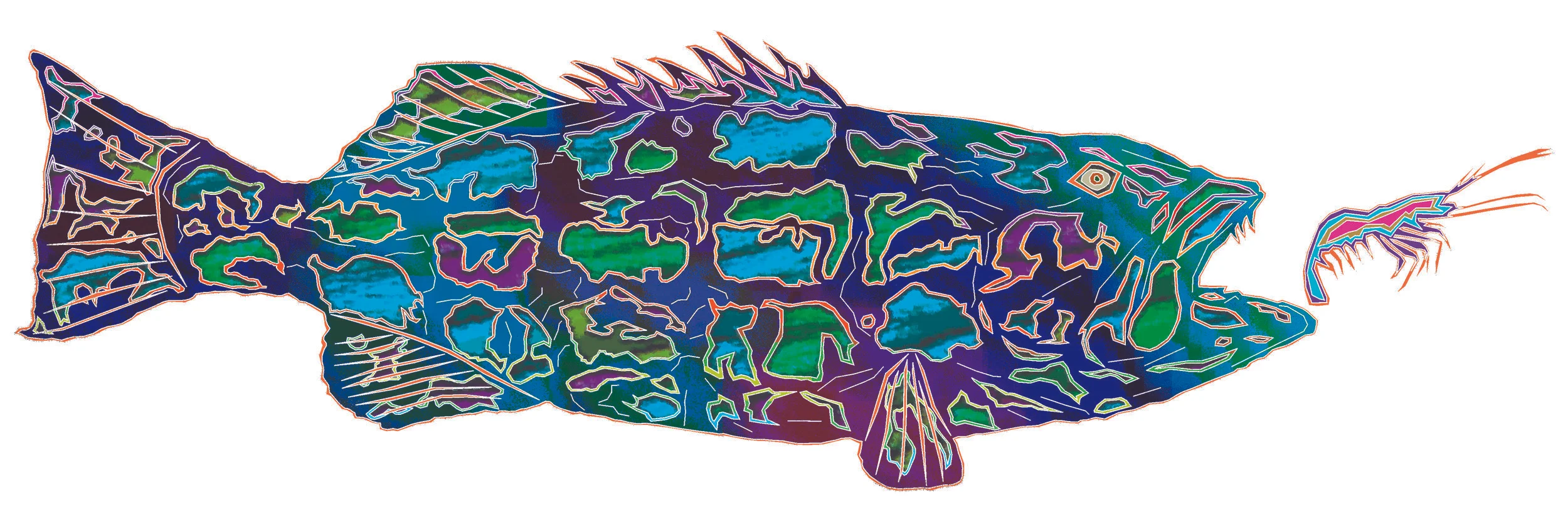 sea bass 25.jpg