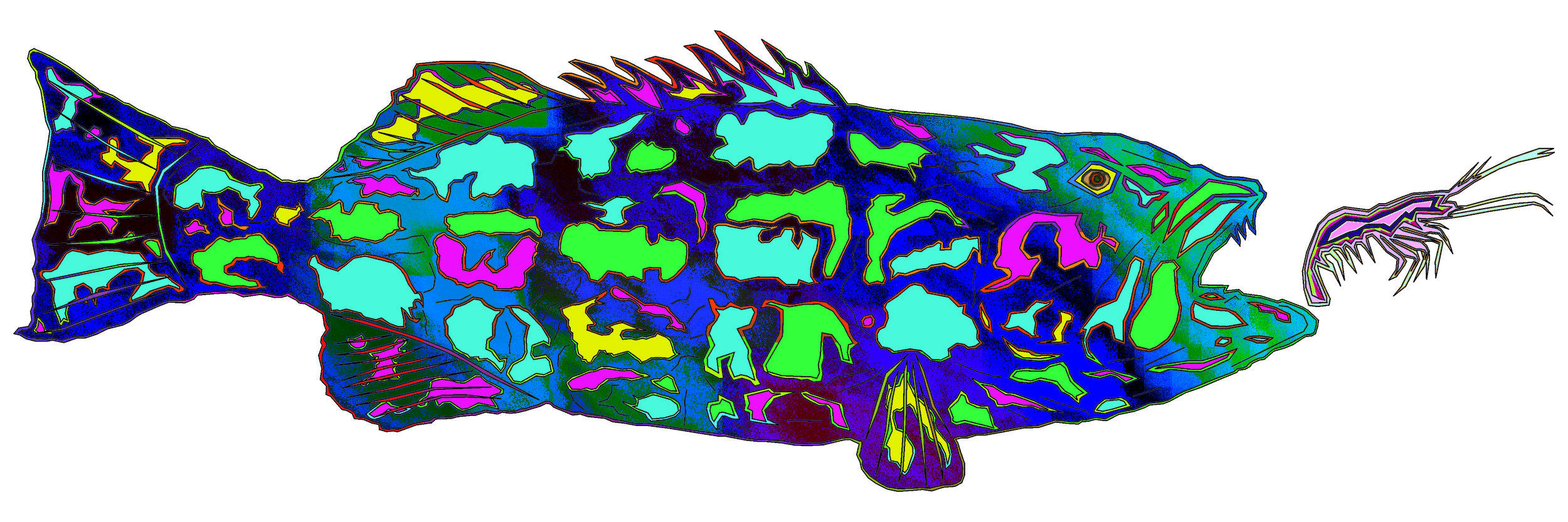 sea bass 58.jpg