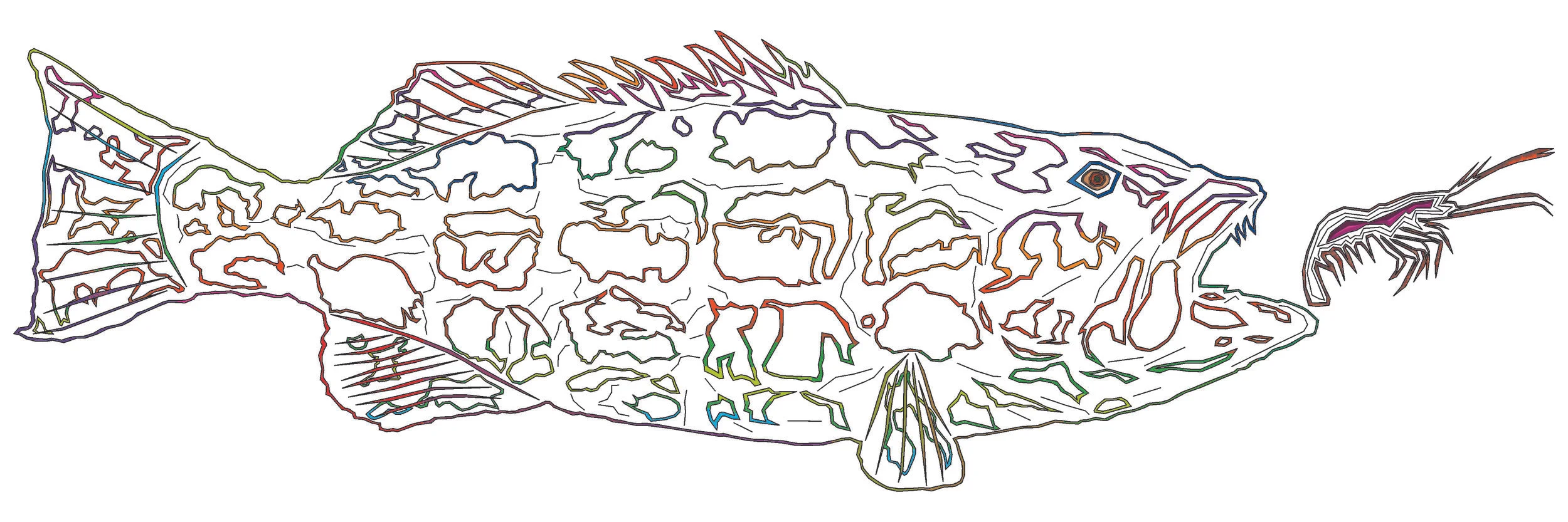 sea bass 126.jpg