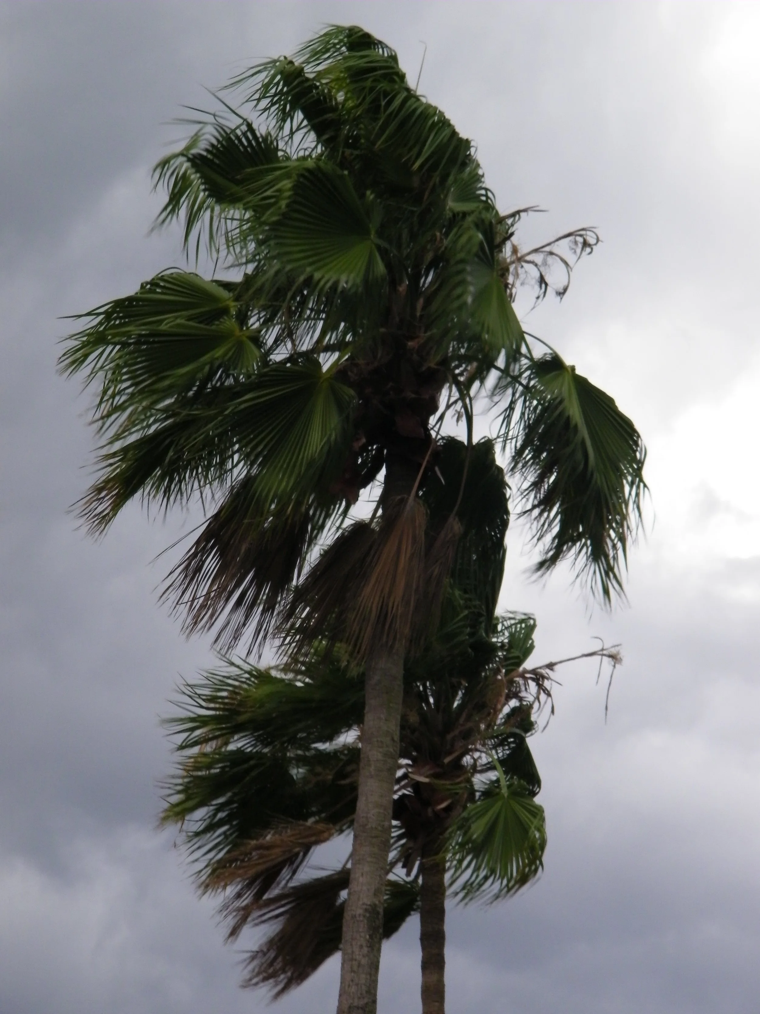100_6552.JPG