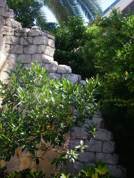 a100_6224.jpg