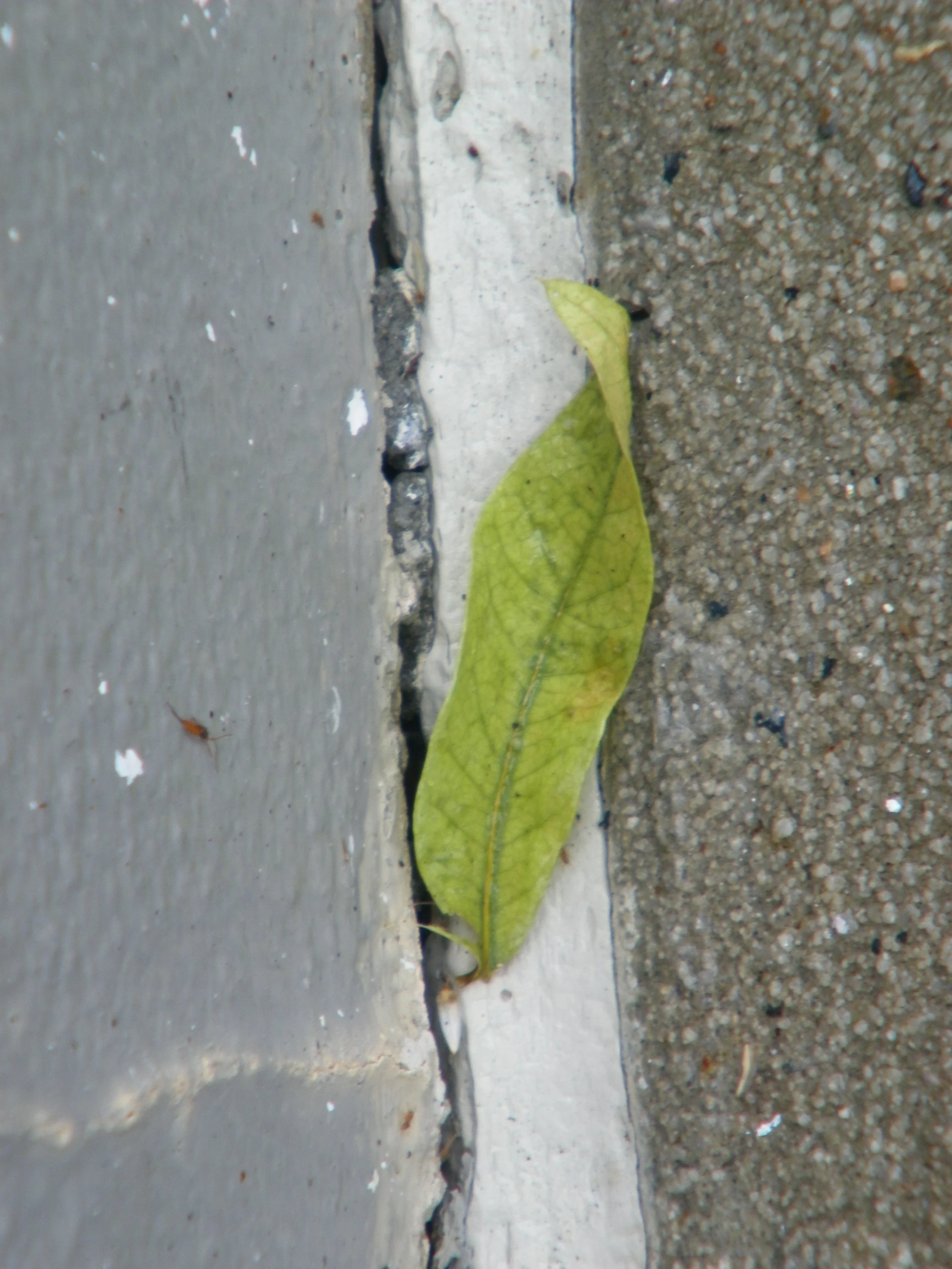 100_4173.JPG