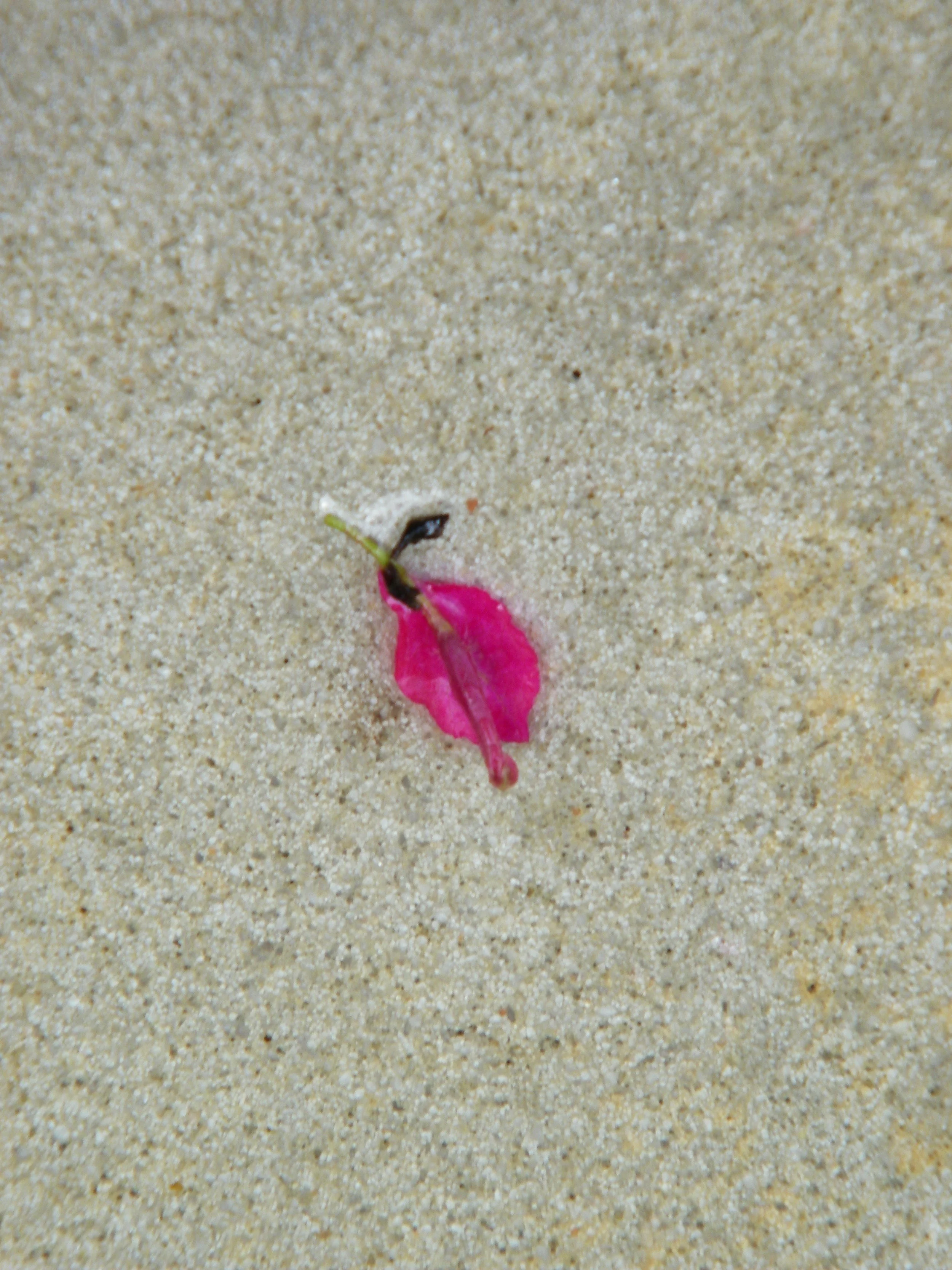 100_4096.JPG