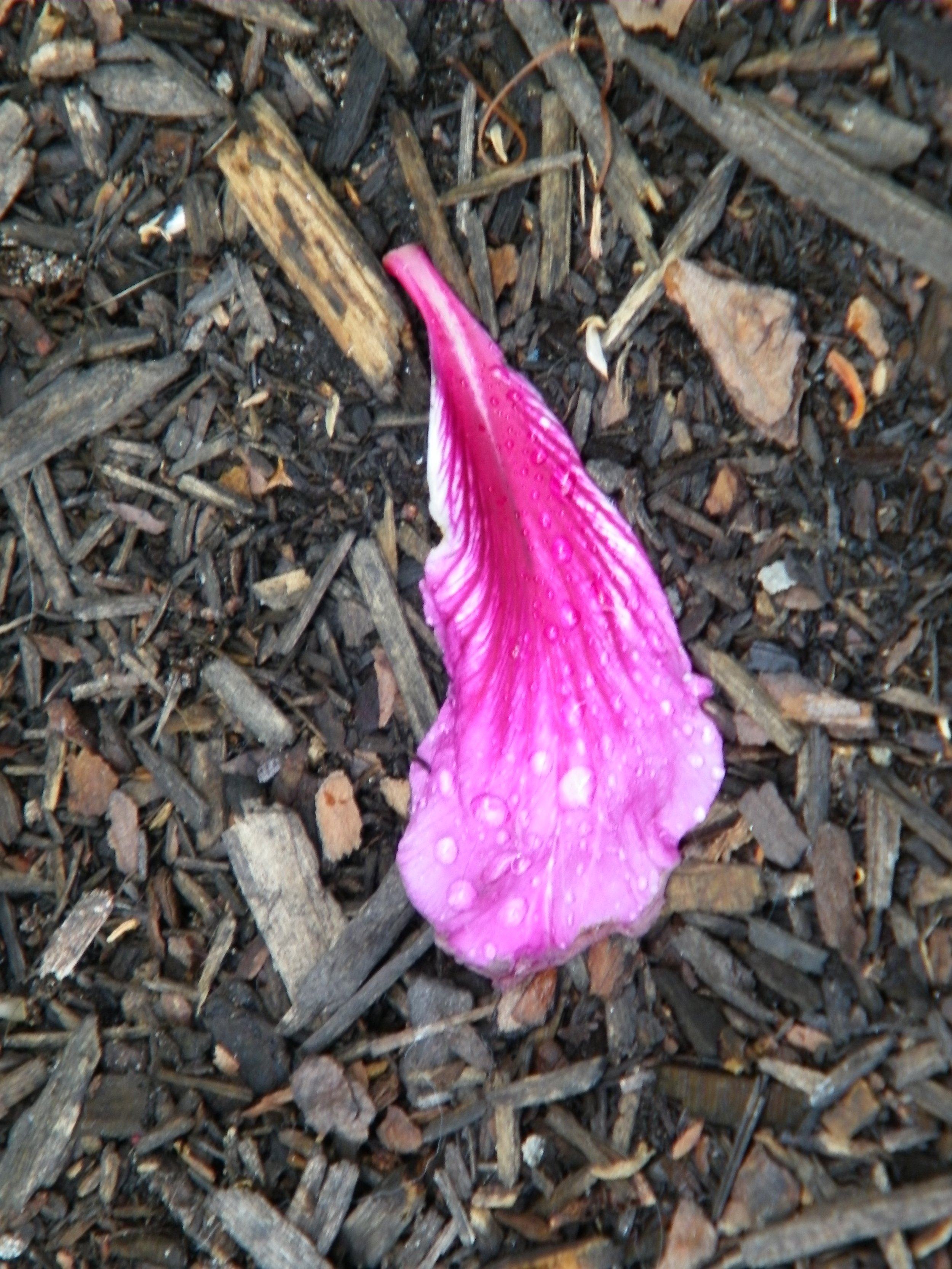 100_4099.JPG