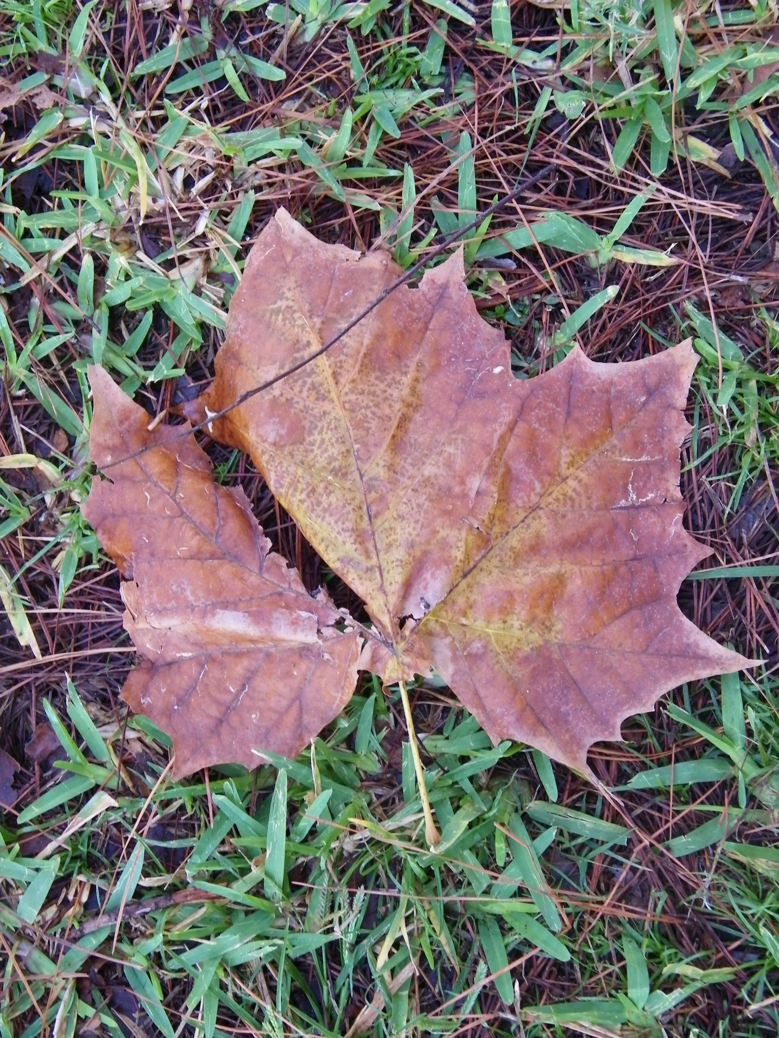 100_0136.JPG