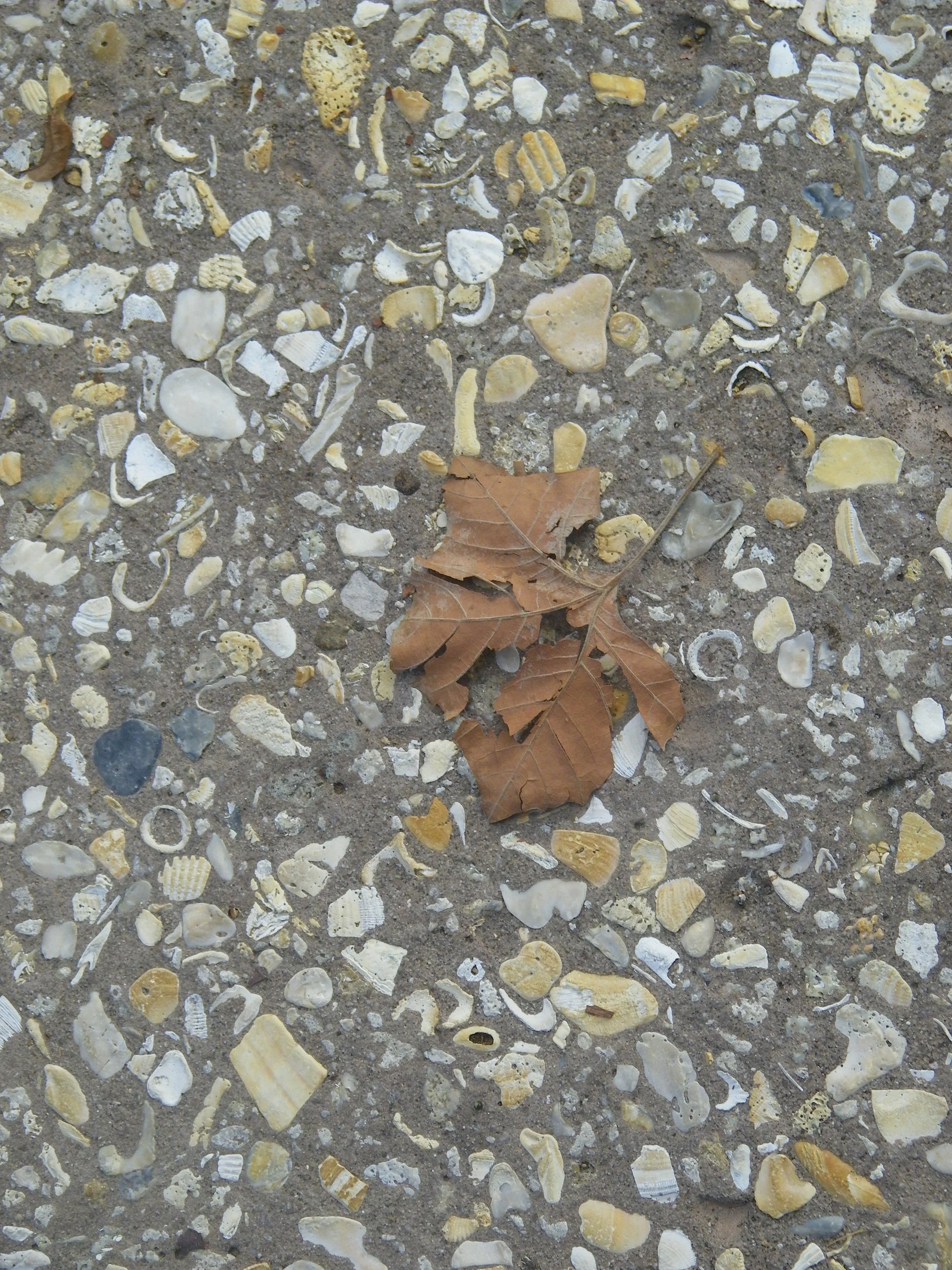 100_0171.JPG