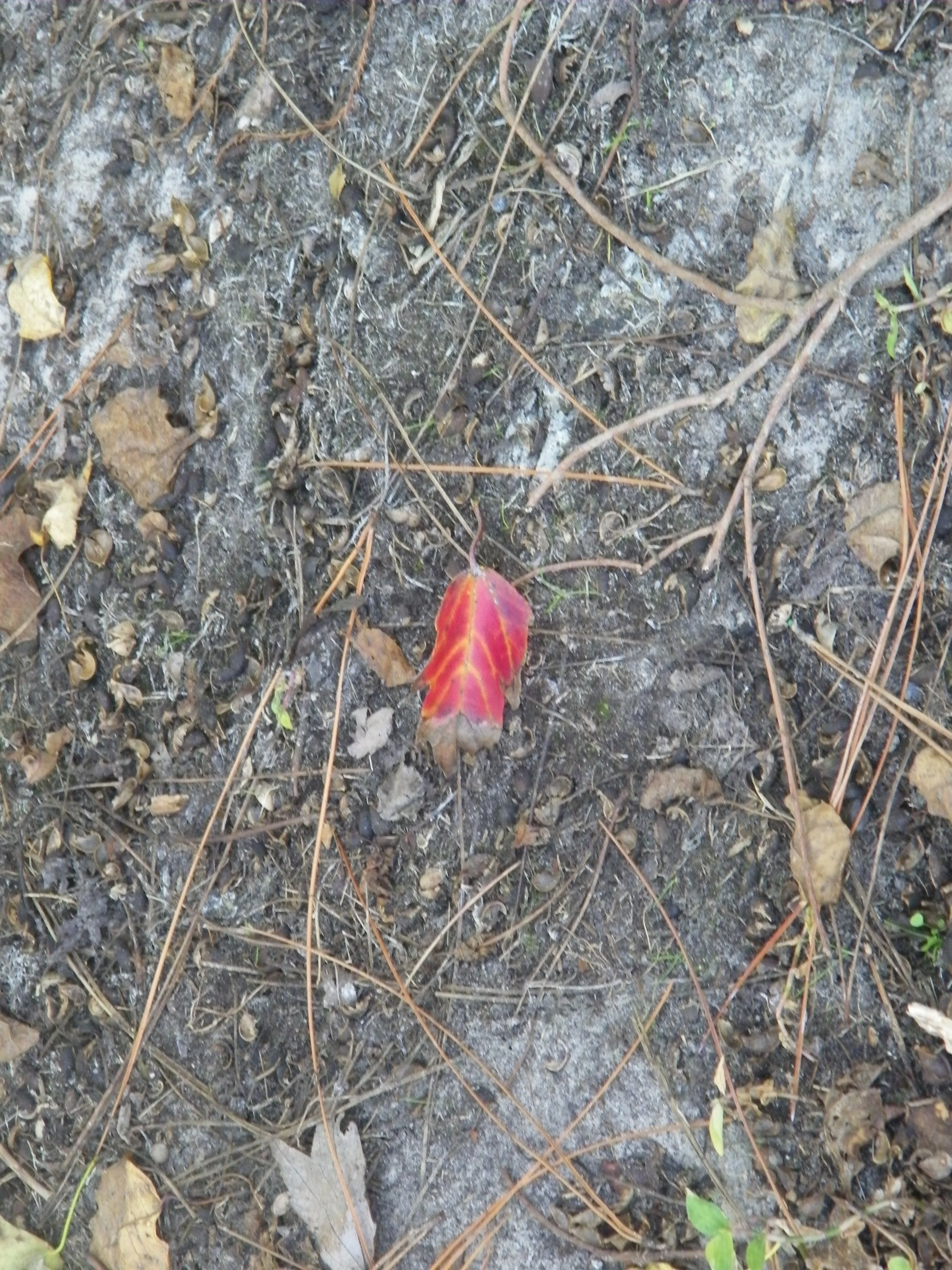 100_0106.JPG