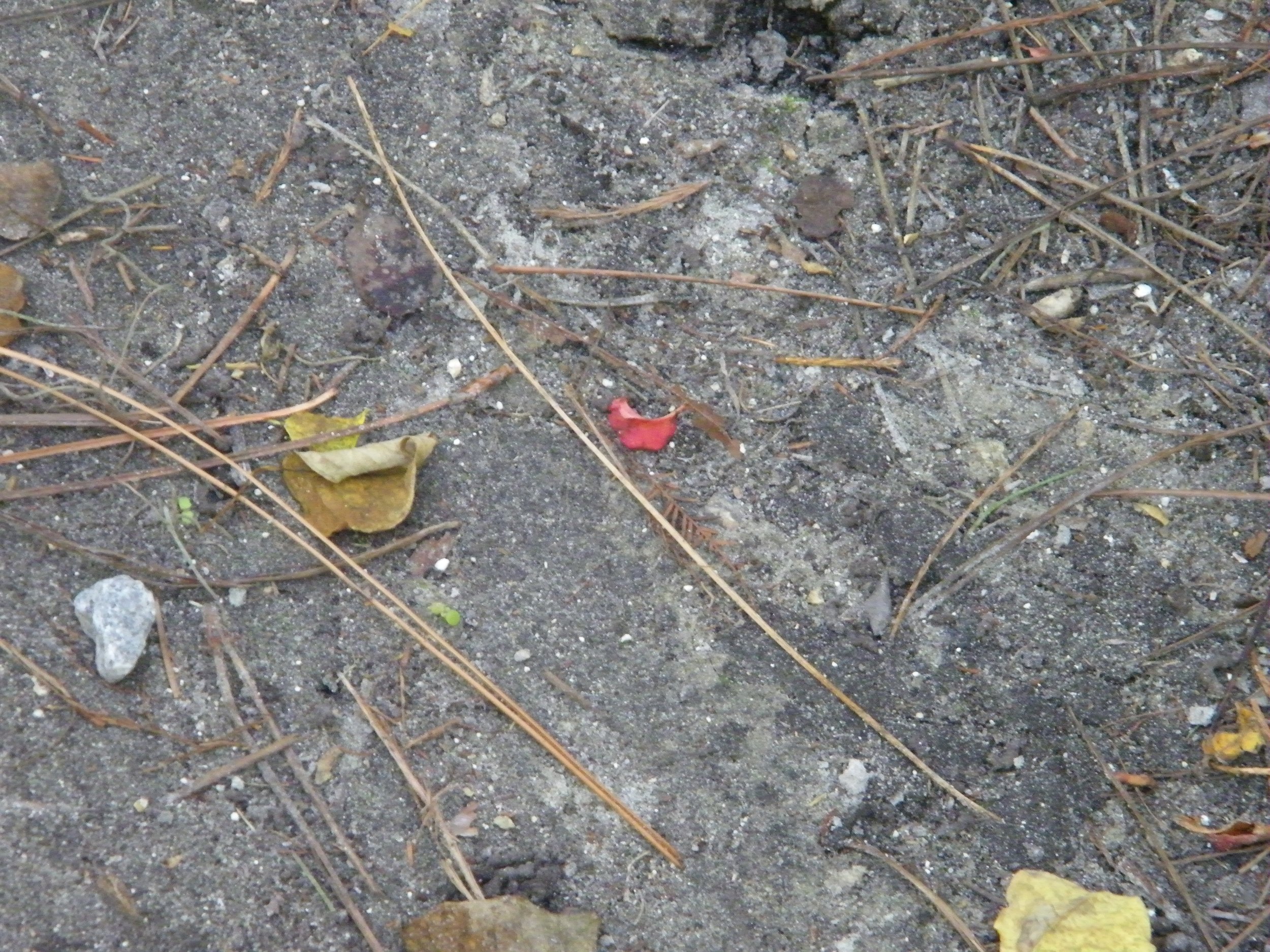 100_0098.JPG