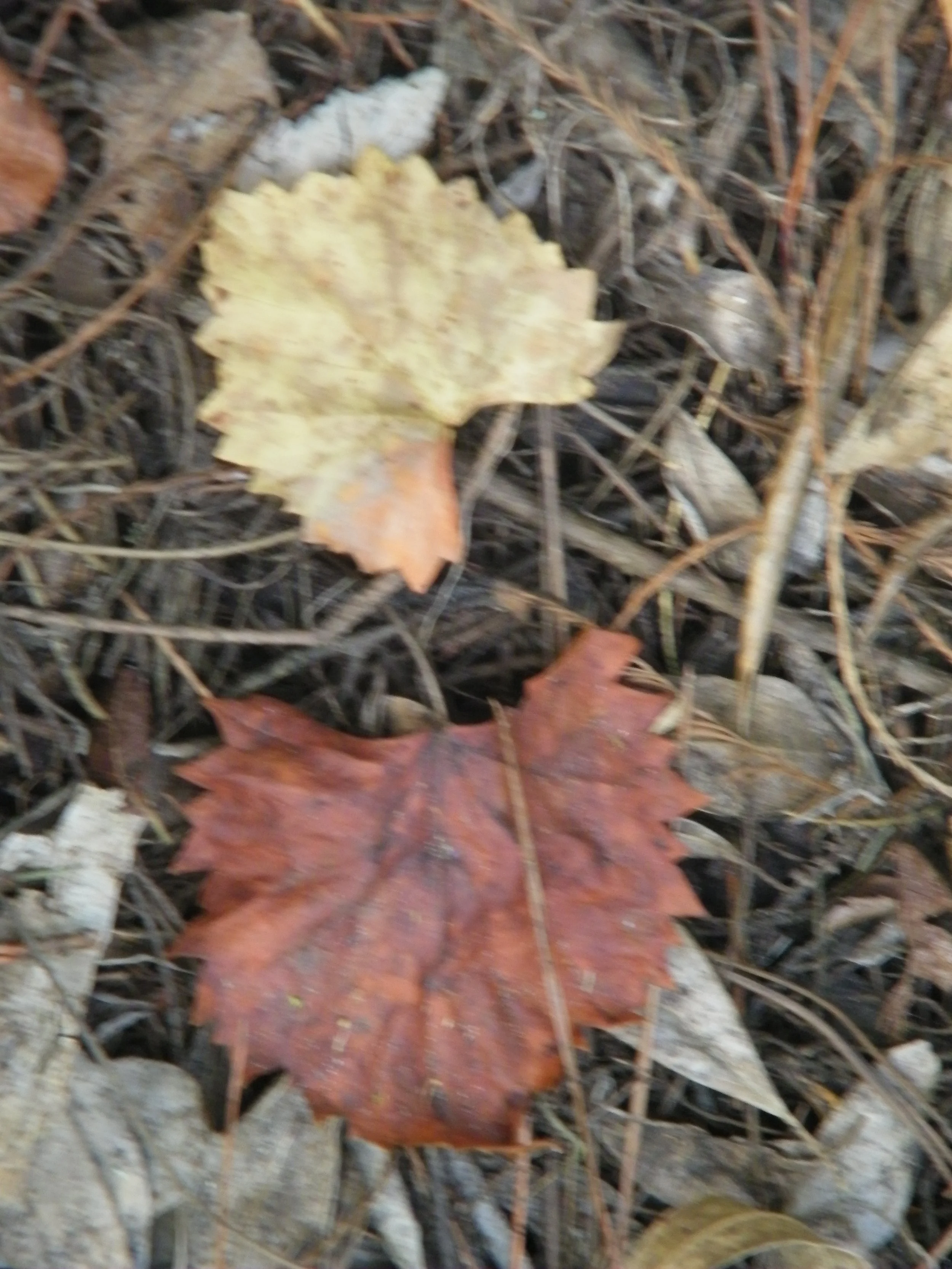 100_0091.JPG