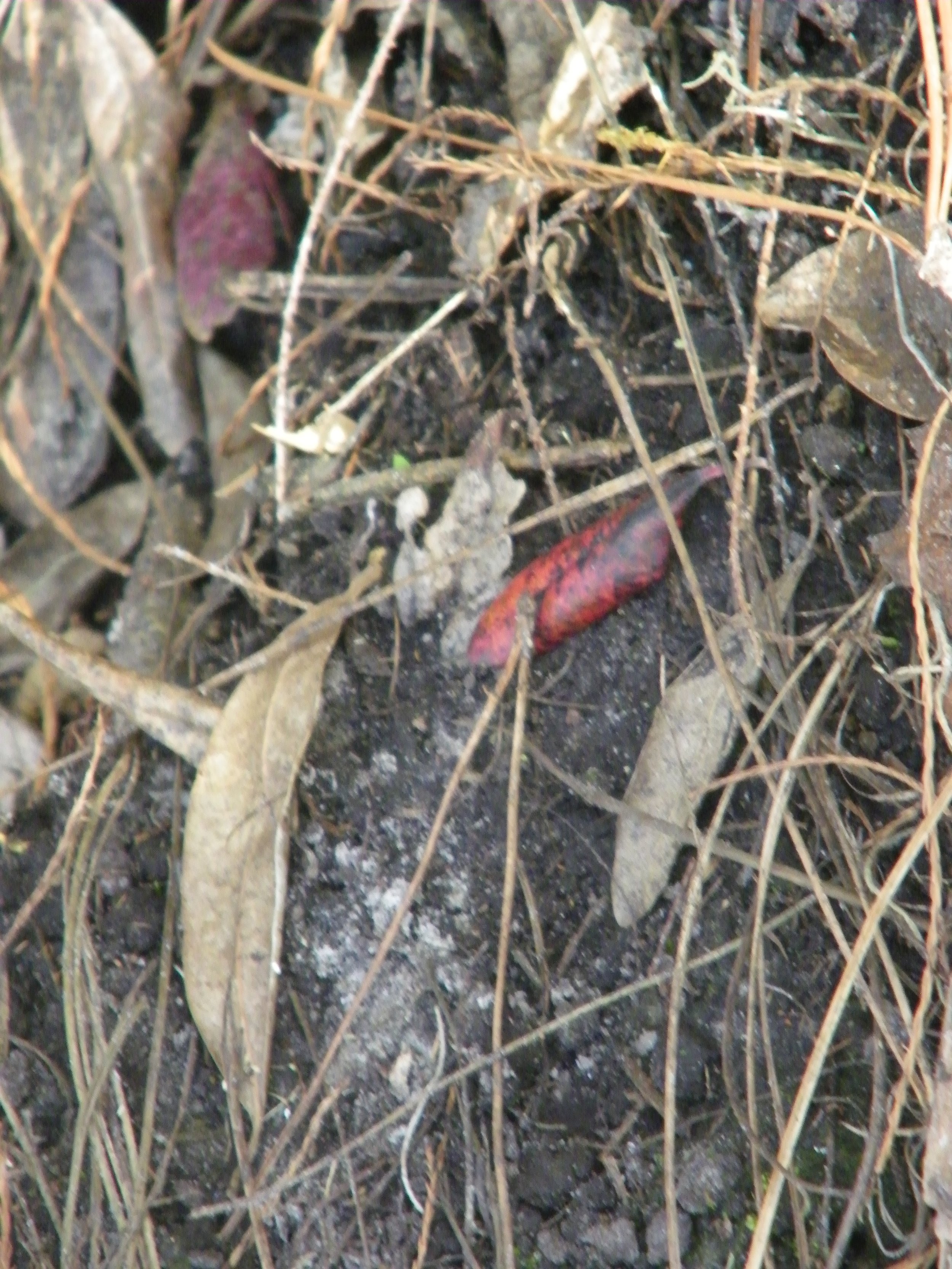100_0090.JPG