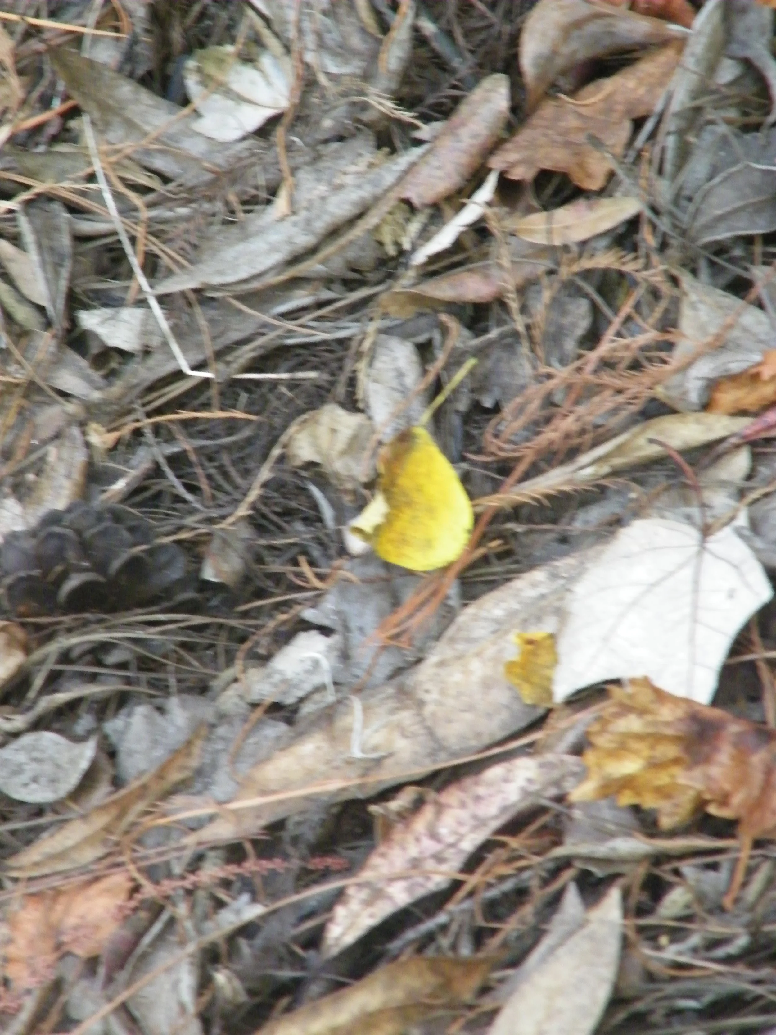 100_0089.JPG