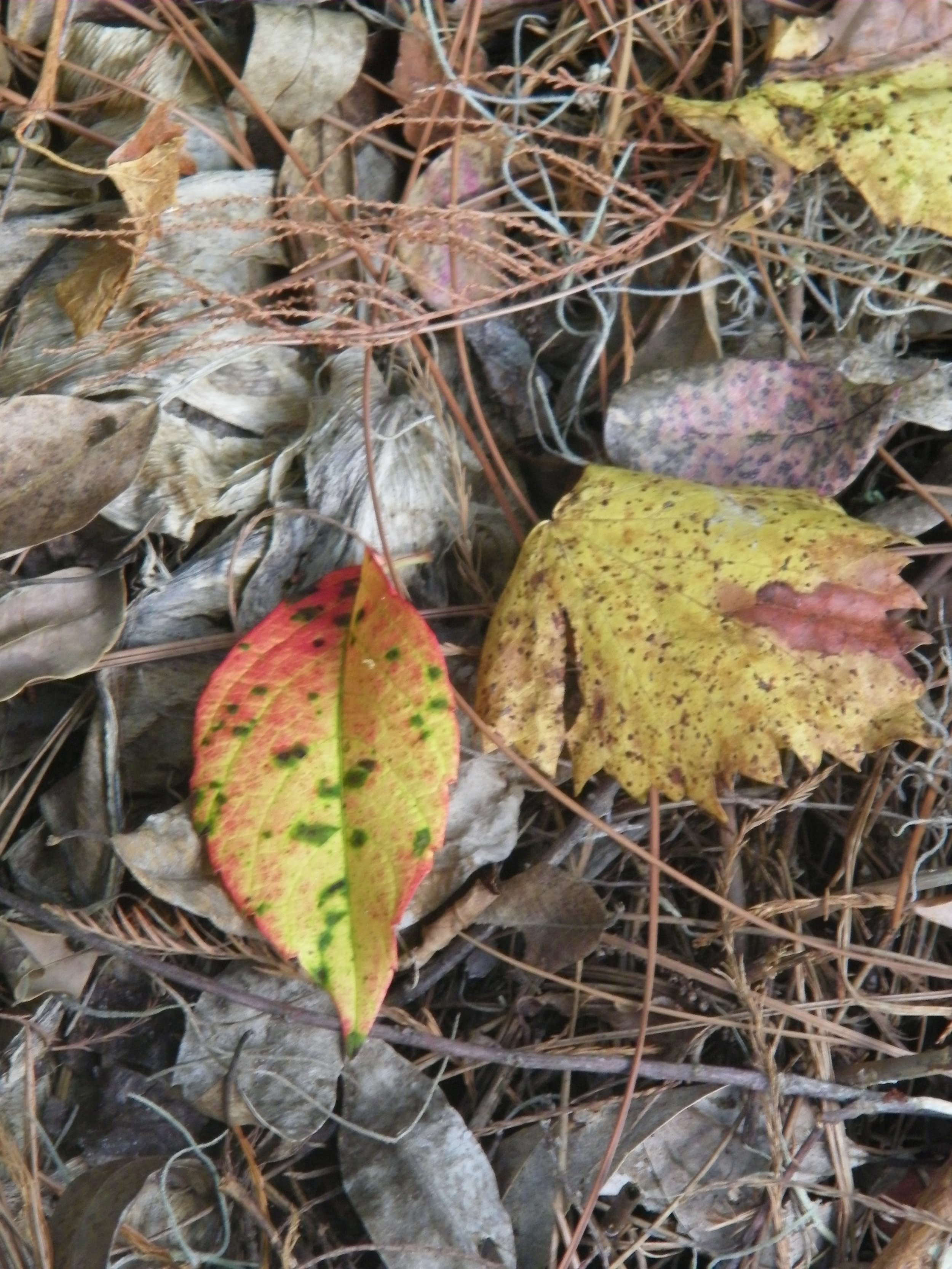 100_0086.JPG