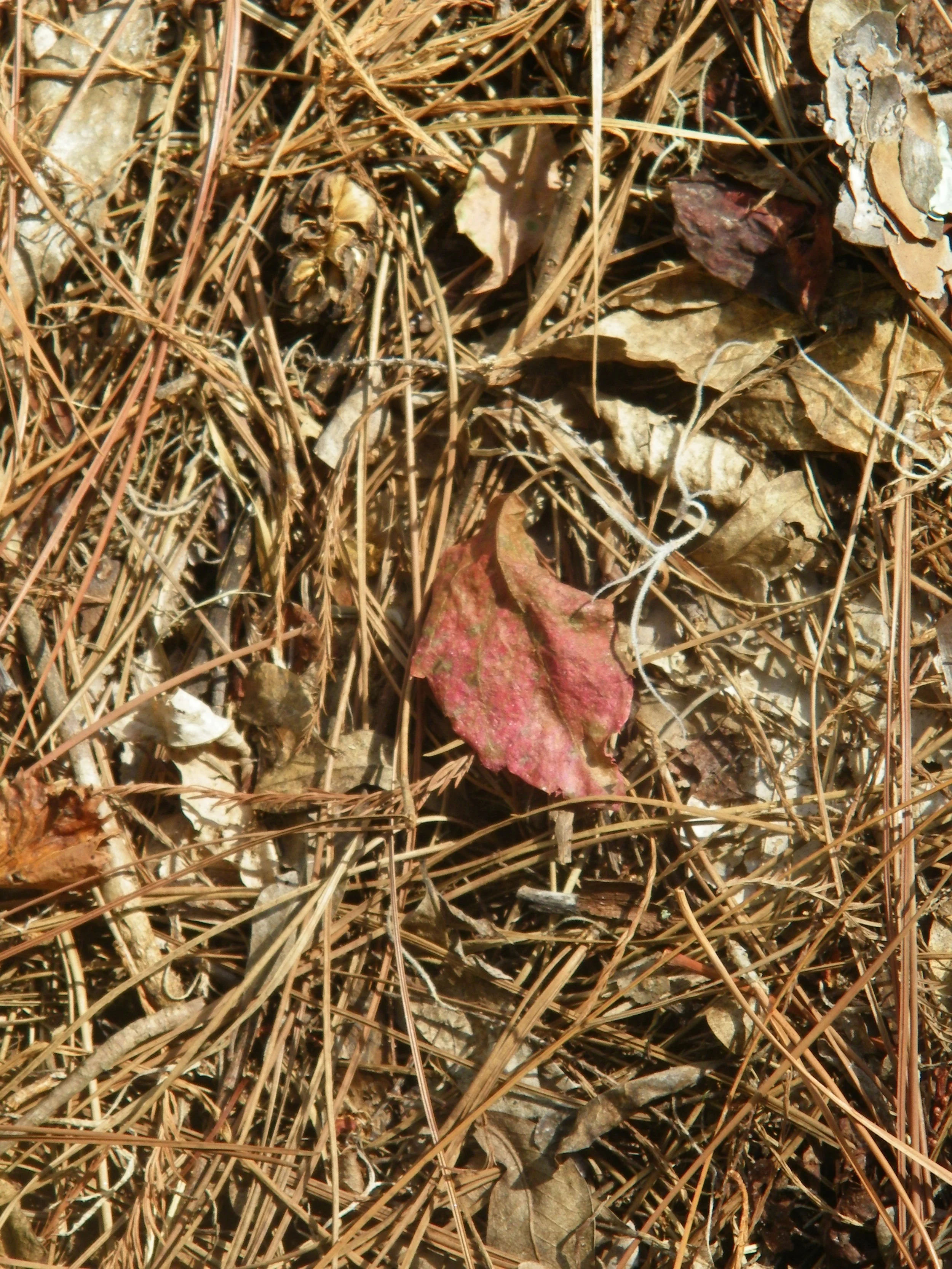 100_0084.JPG