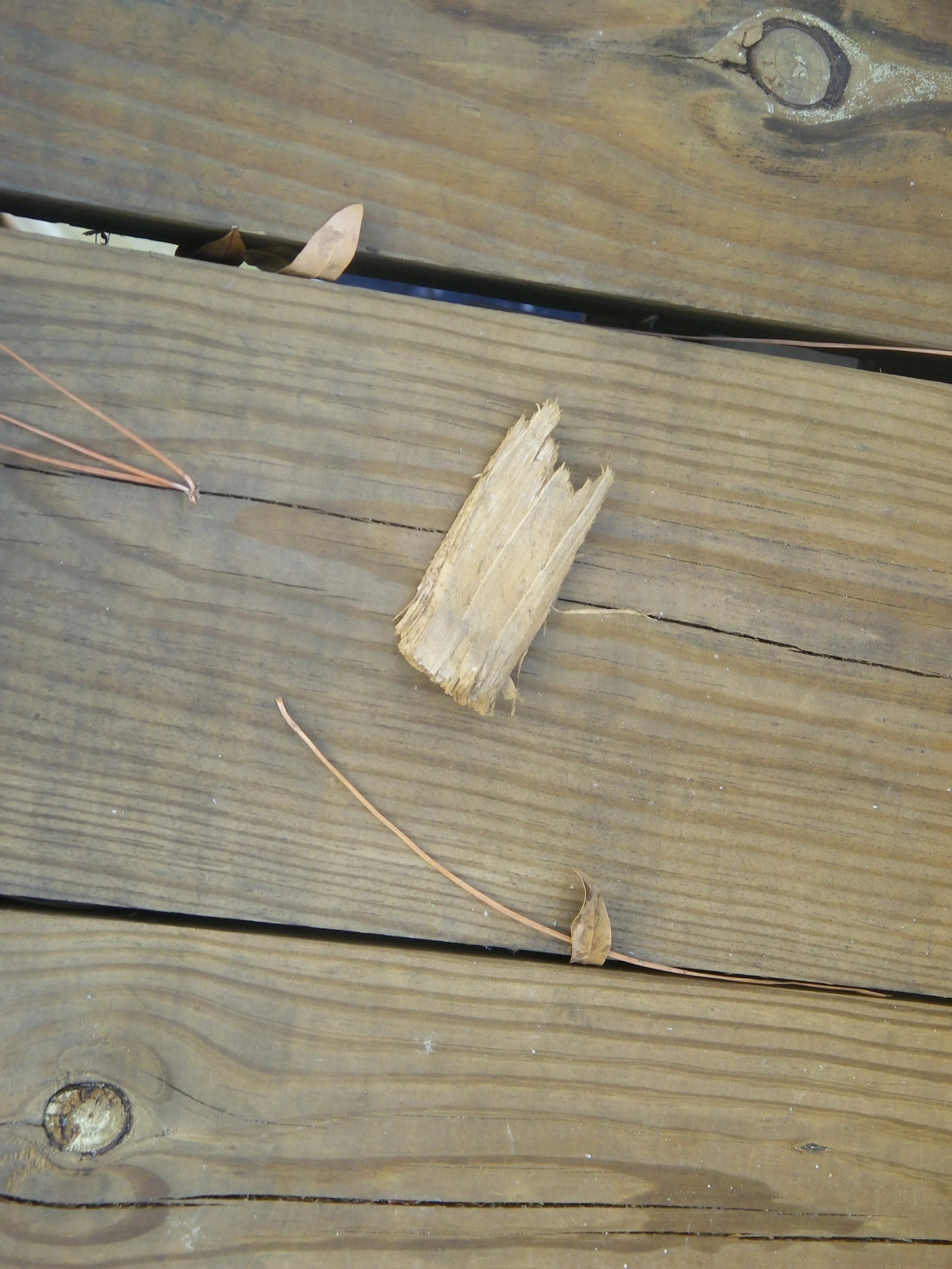 100_0074.JPG