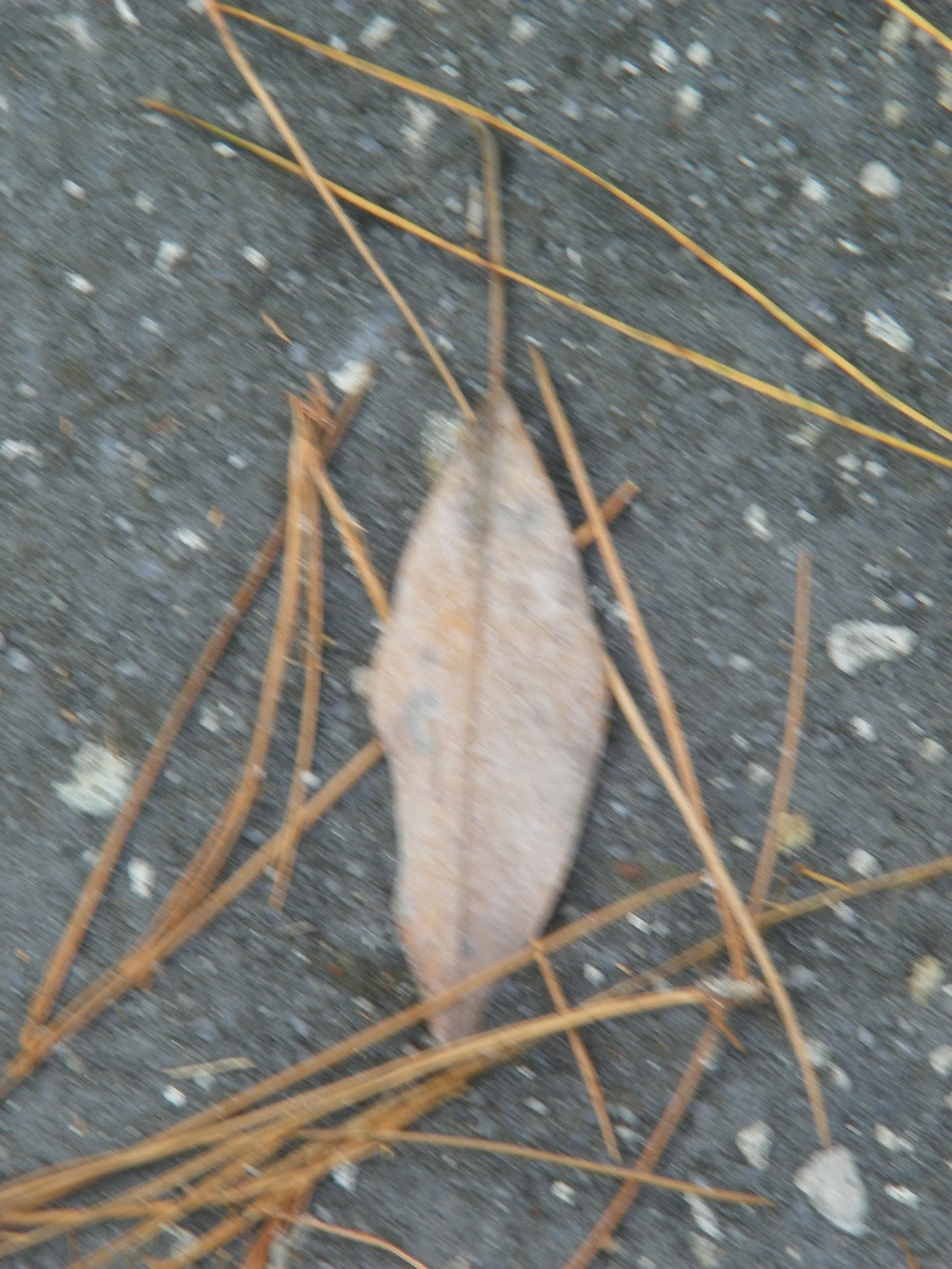 100_0045.JPG