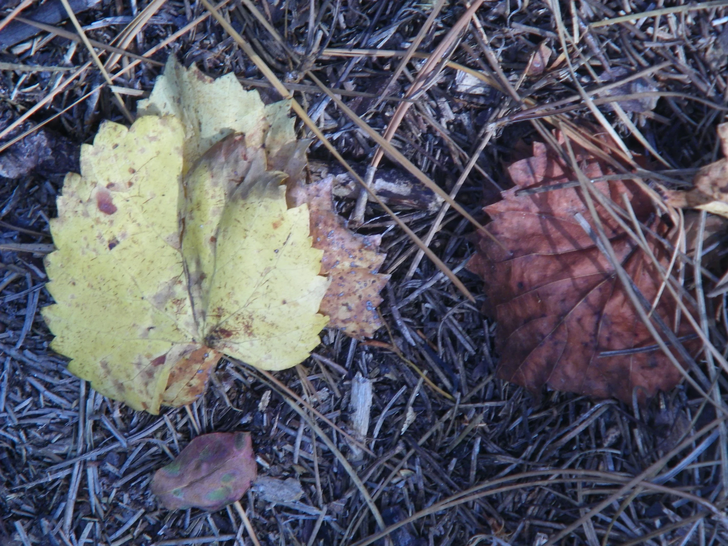100_0033.JPG