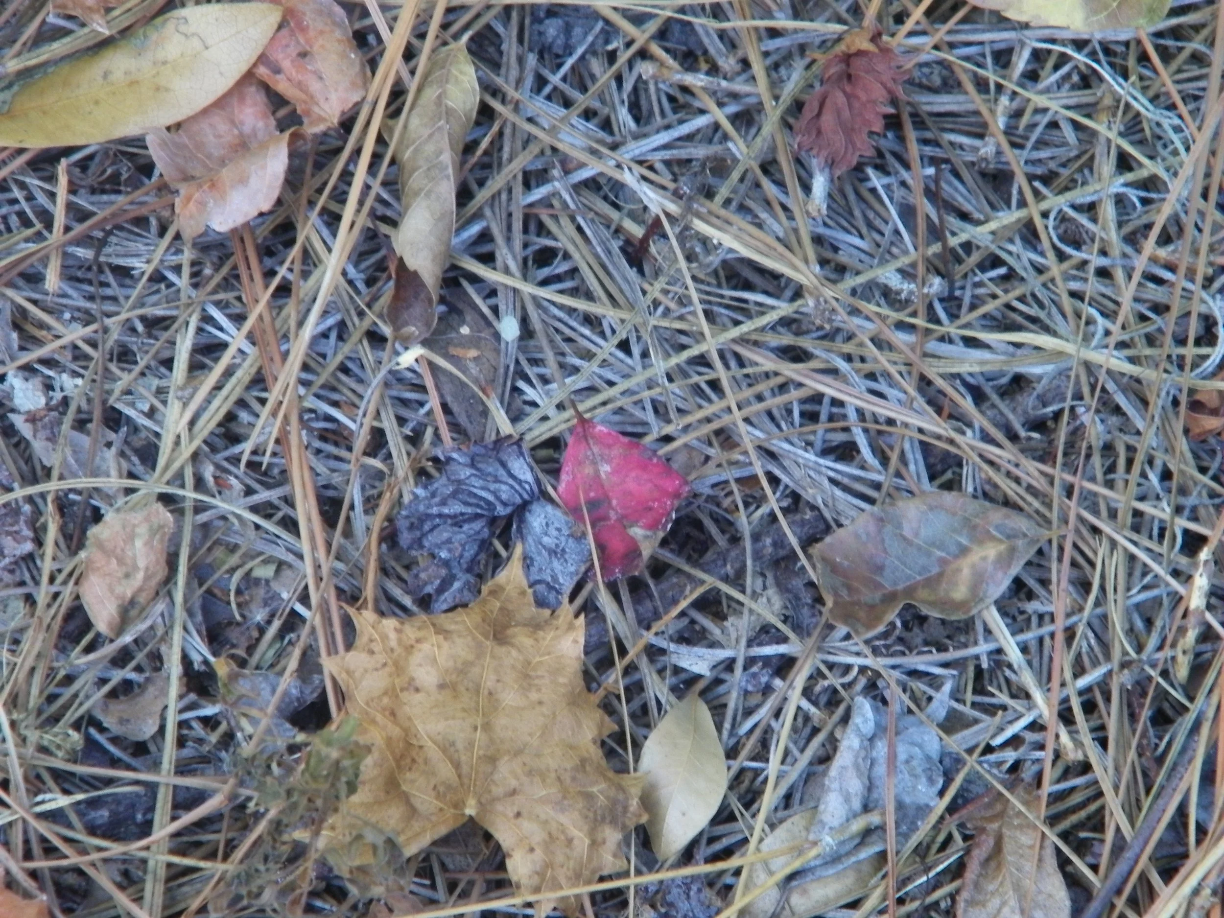 100_0031.JPG