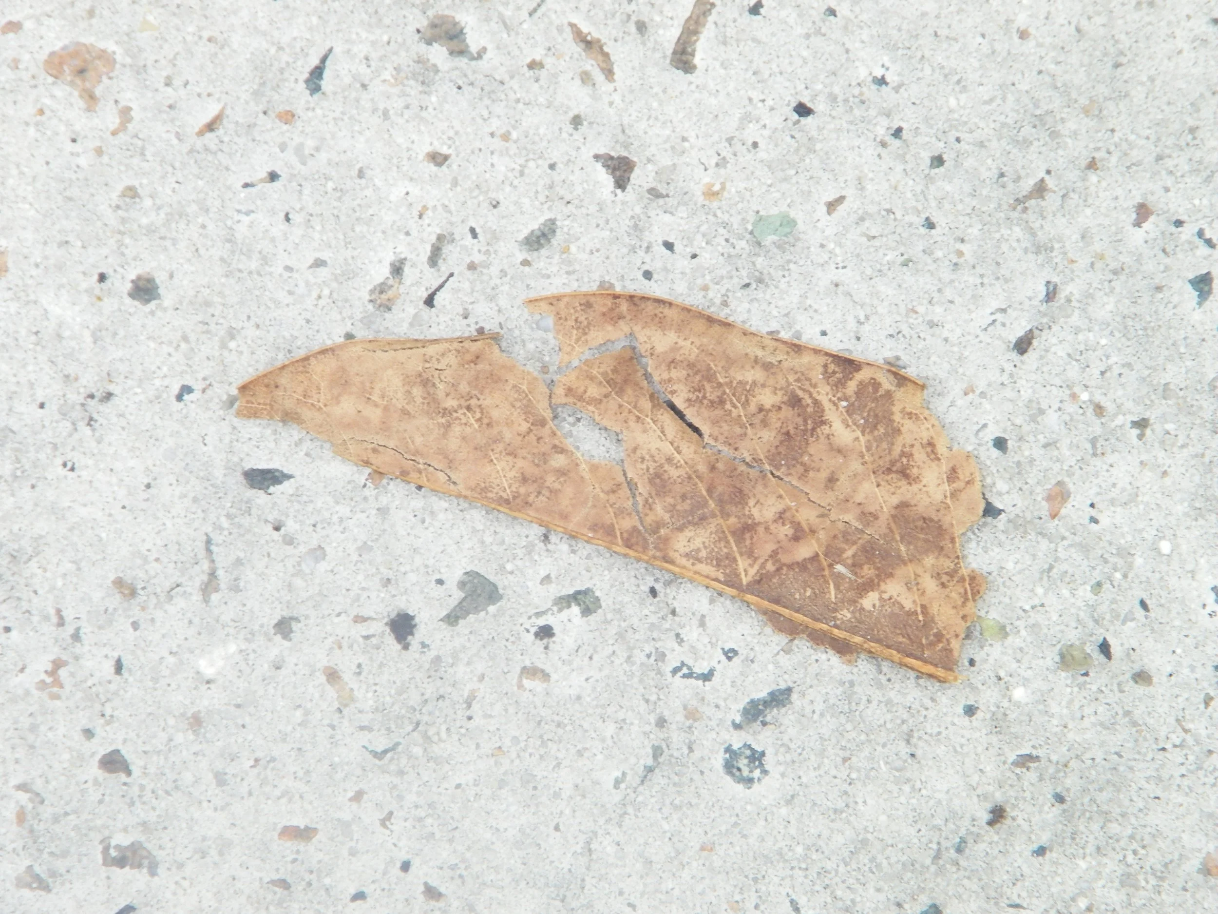 100_5343.JPG
