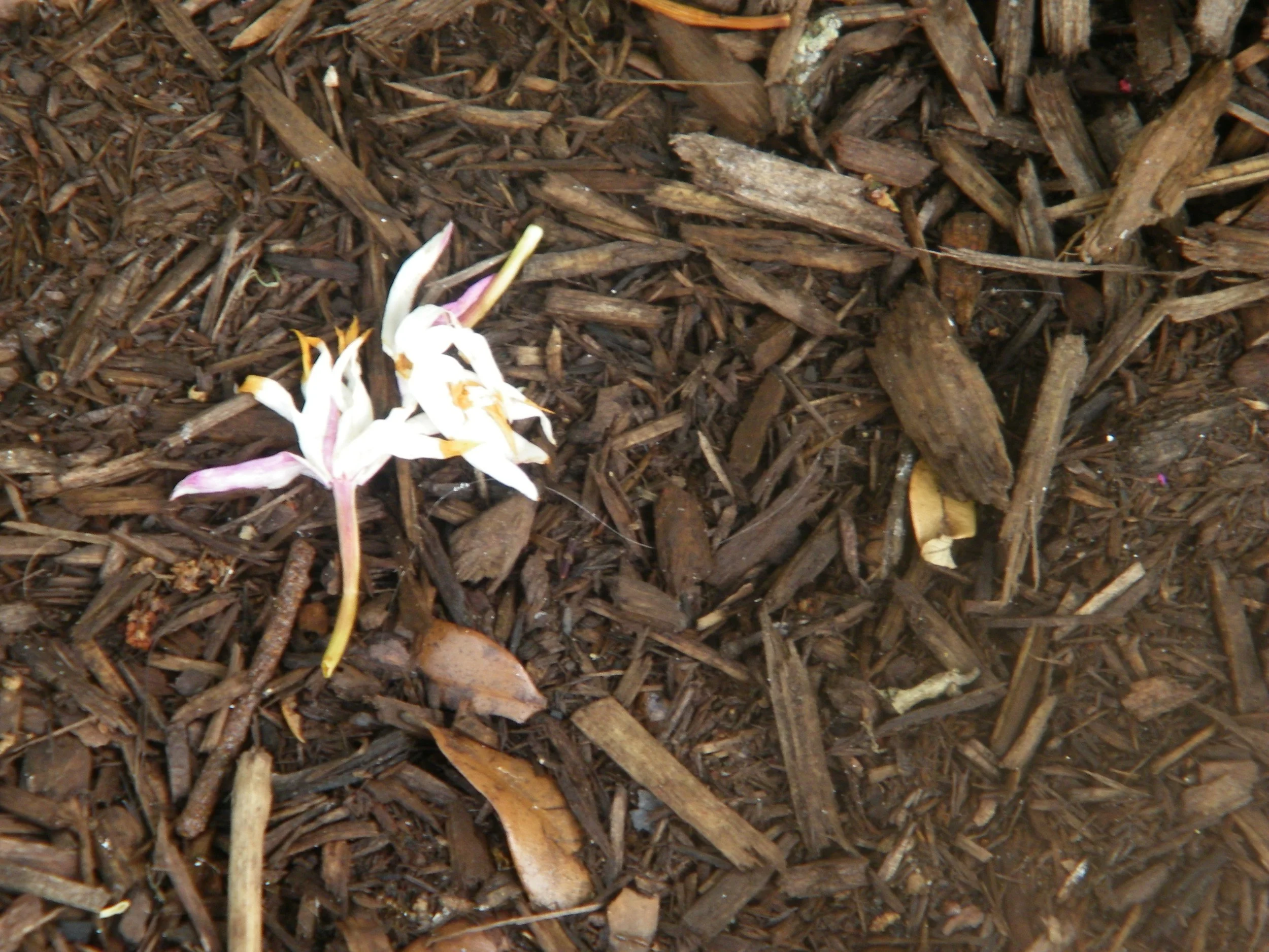 100_4275.JPG