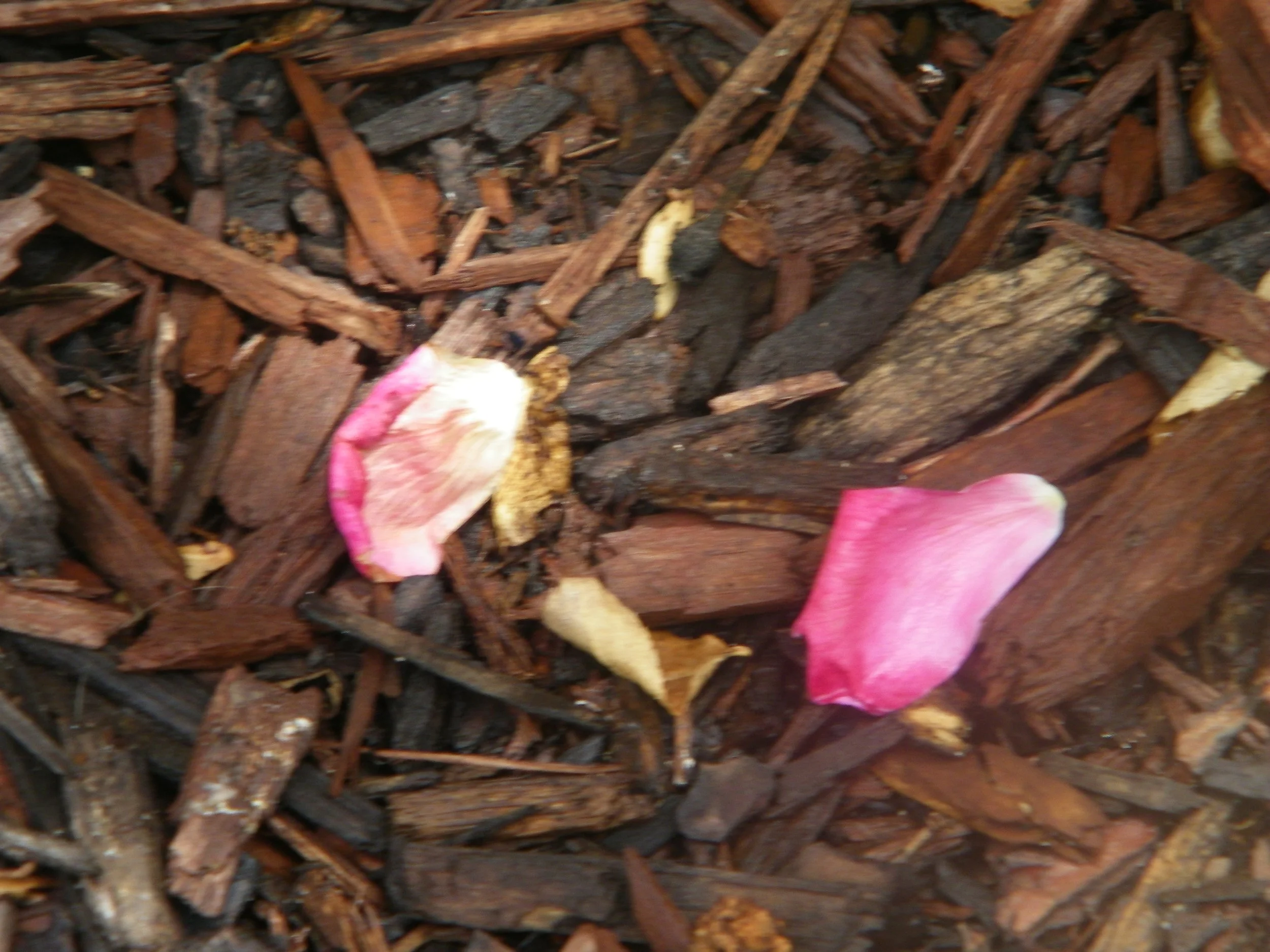 100_4272.JPG