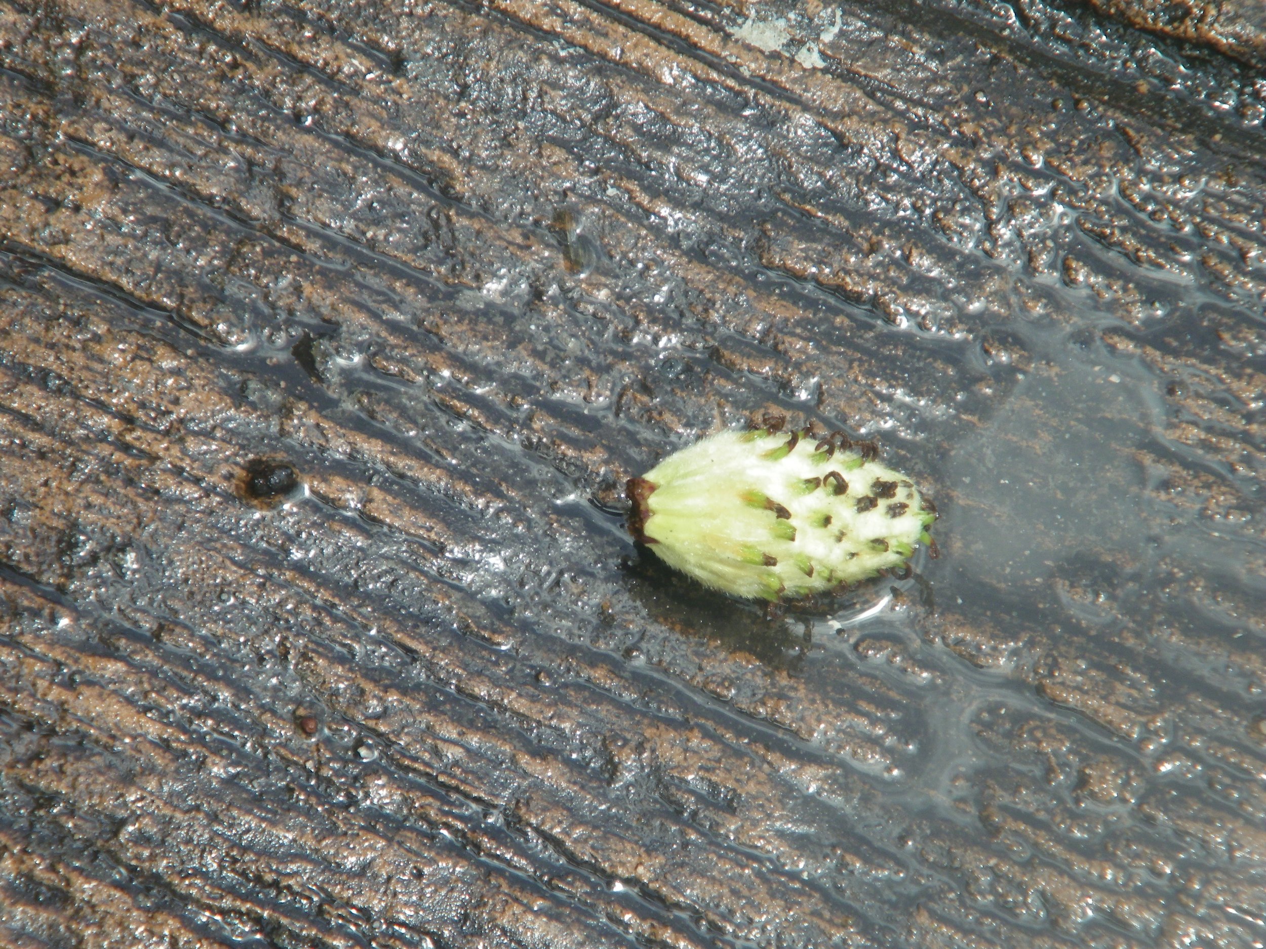 100_4253.JPG
