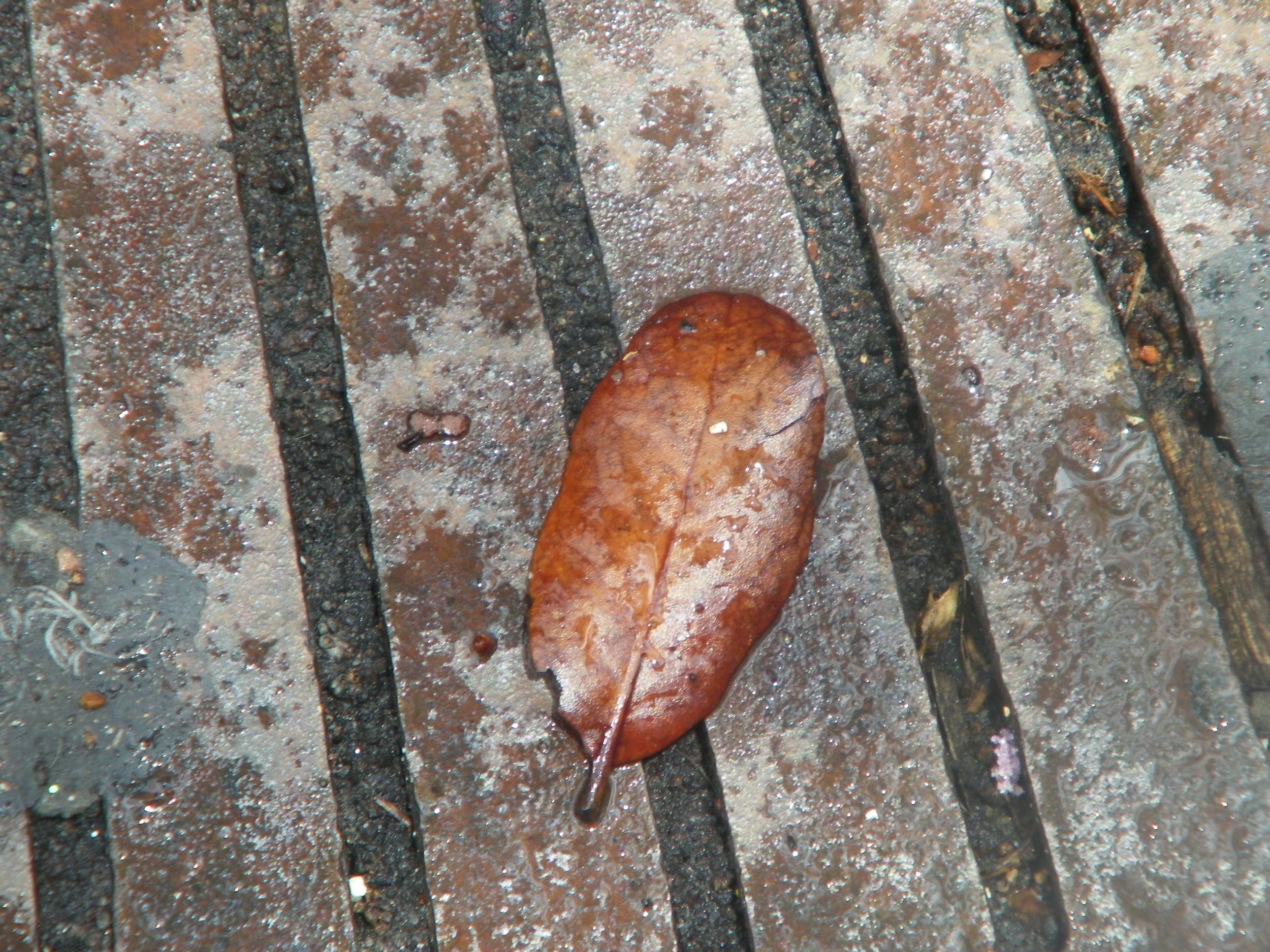 100_4242.JPG