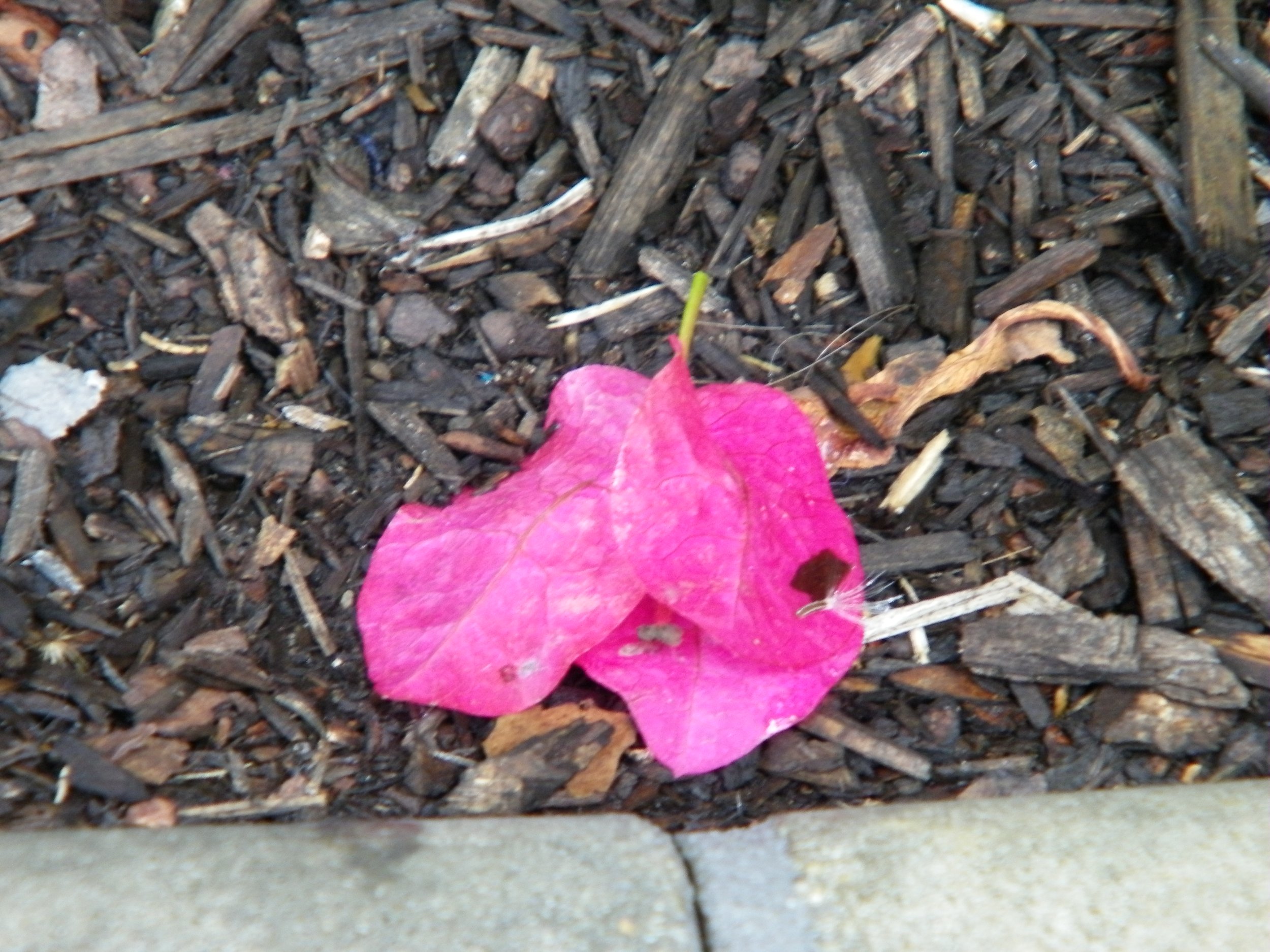 100_4097.JPG