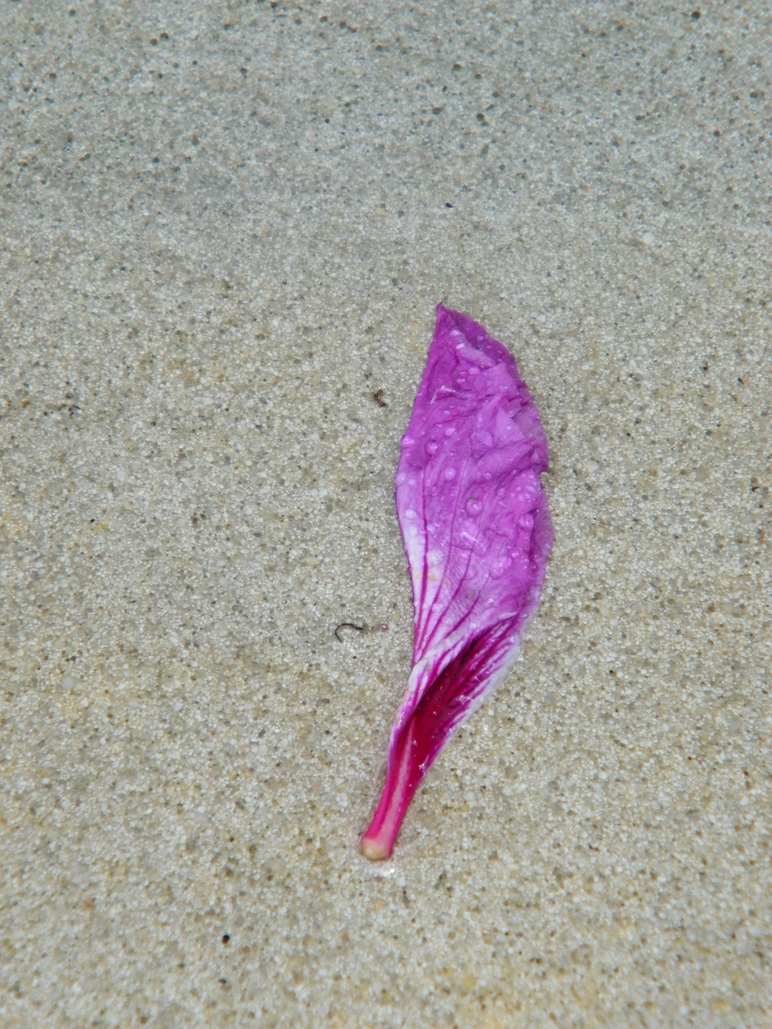 100_4095.JPG