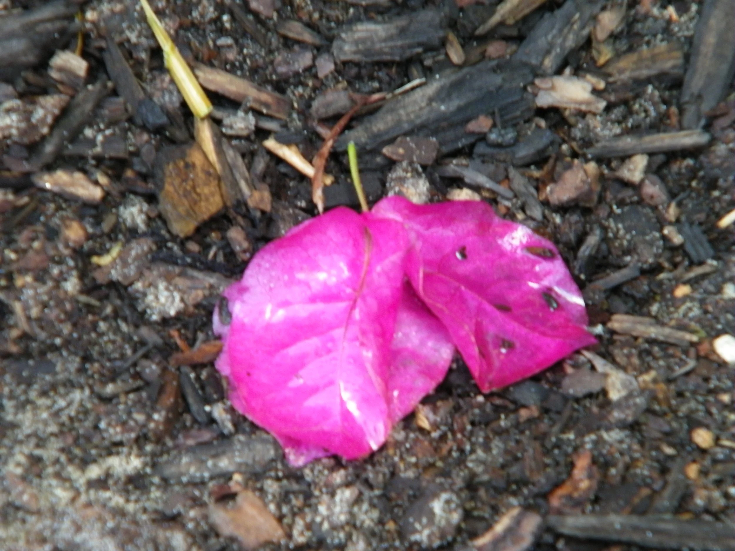 100_4093.JPG