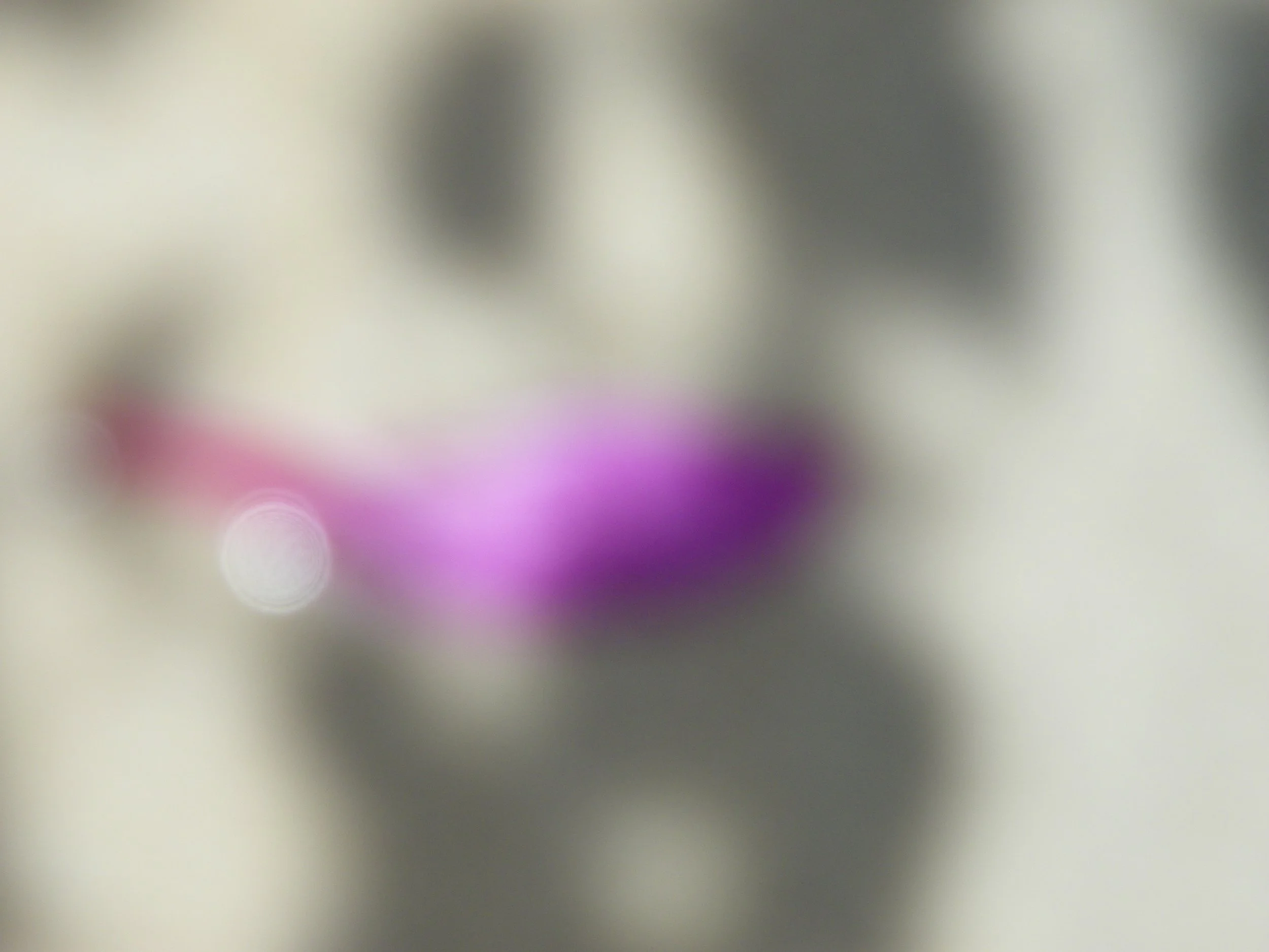100_4088.JPG
