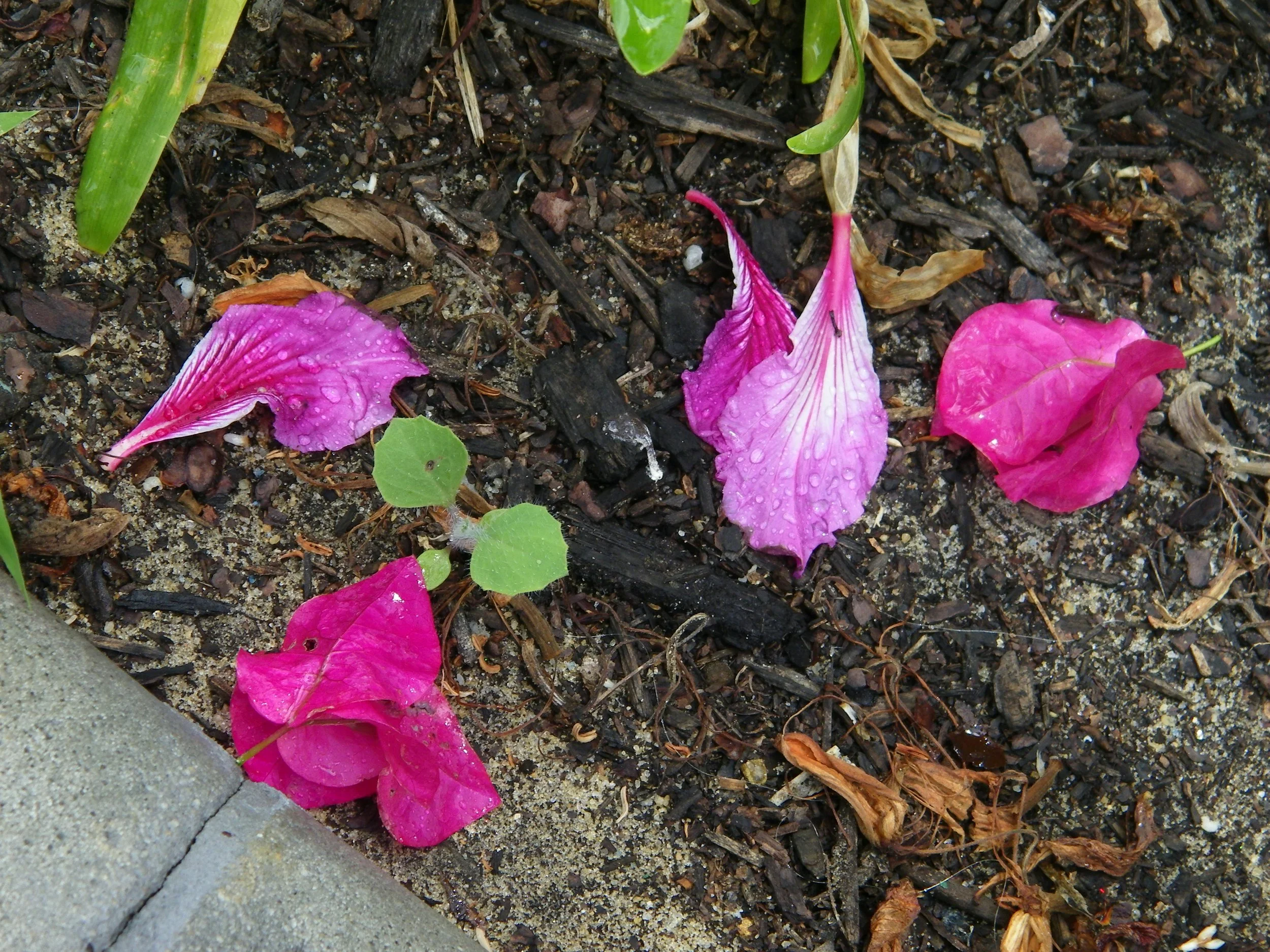 100_4082.JPG